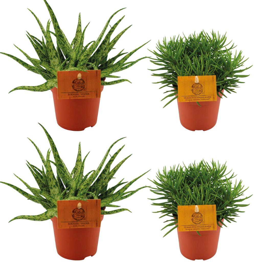 2x Aloe Spider + 2x Senecio Himalaya - 4 stuks - Ø10.5cm - ↕10cm - Pflanzfix24