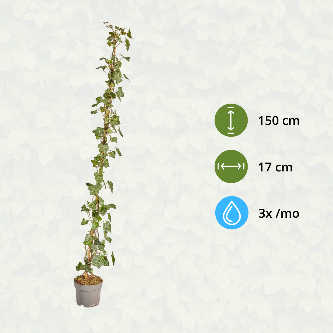 Hedera Hibernica - Efeu - gestäbt - ↨125 - 150 cm - Pflanzfix24.de - Pflanzfix24.de