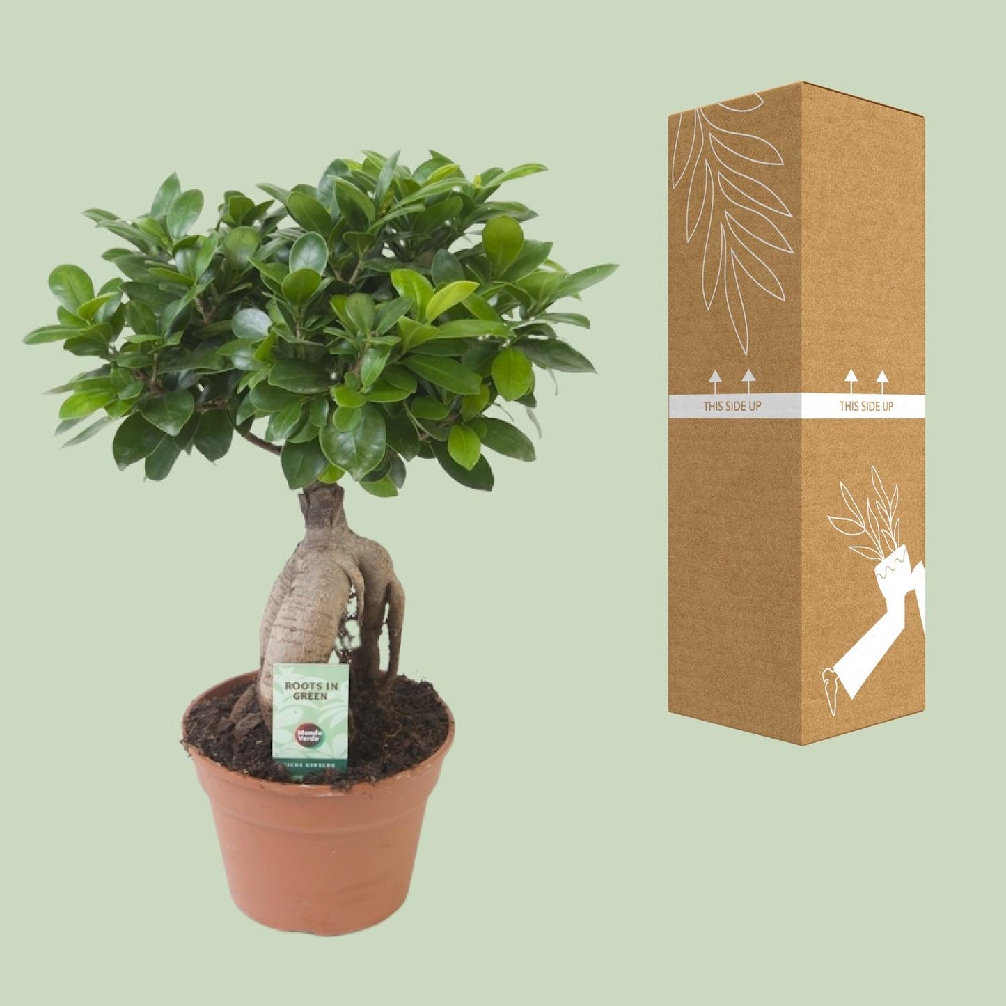 Ficus Ginseng - Ø17cm - ↕40cm von Pflanzfix24