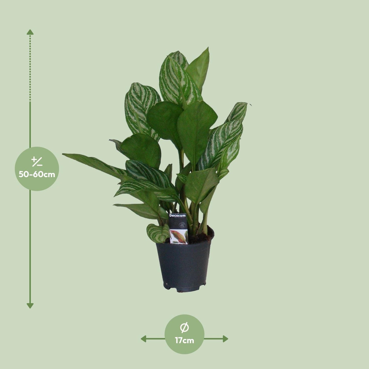 Aglaonema Stripes - Ø17cm - ↕60cm - Pflanzfix24