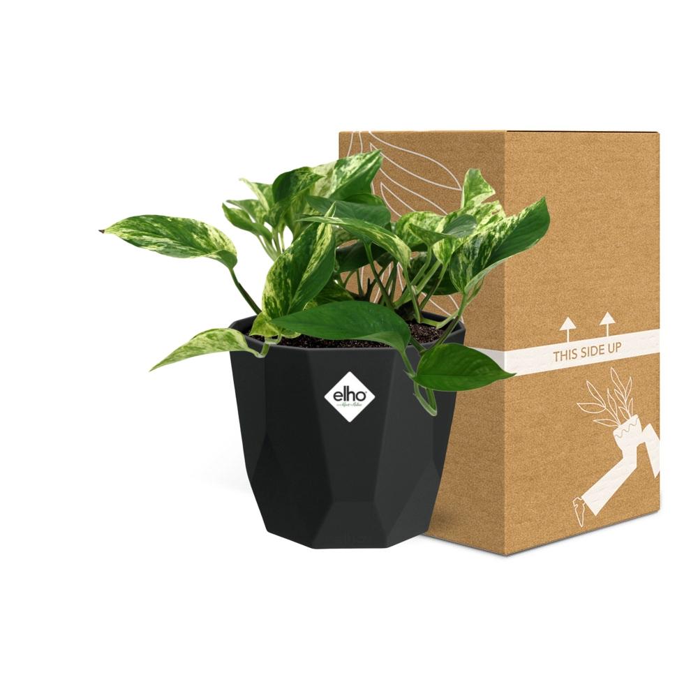 Scindapsus Marble Queen 14cm - Pflanzfix24