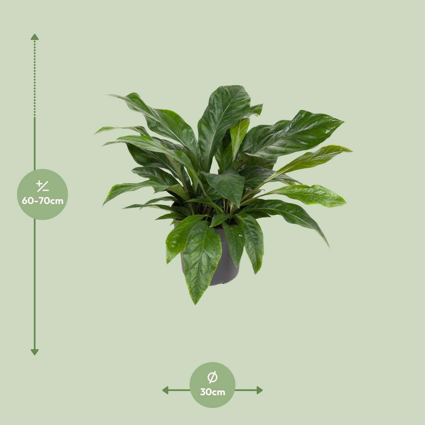 Anthurium Jungle Bush - Ø30cm - ↕70cm bei Pflanzfix24.de - Pflanzfix24.de