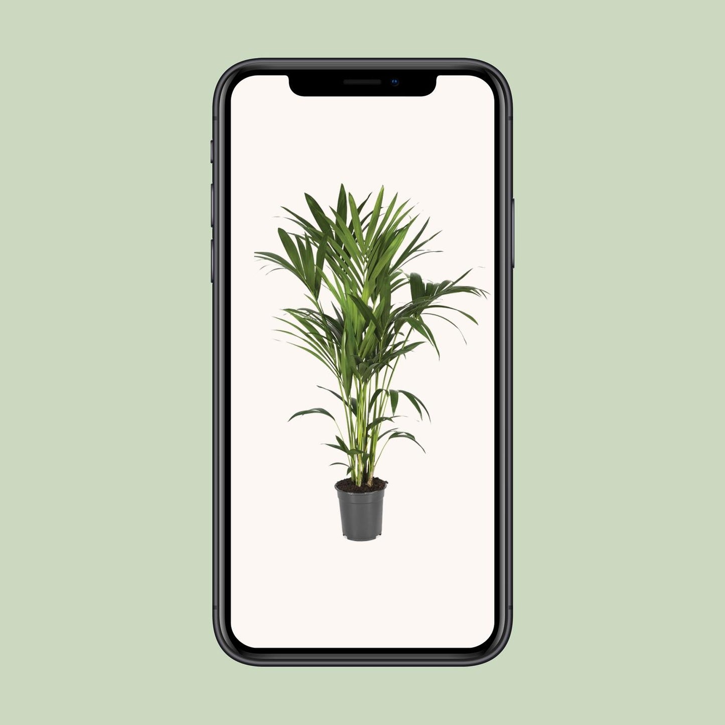 Kentia-Palme - Howea Forsteriana - Ø21cm - ↕120cm - Pflanzfix24.de - Pflanzfix24.de