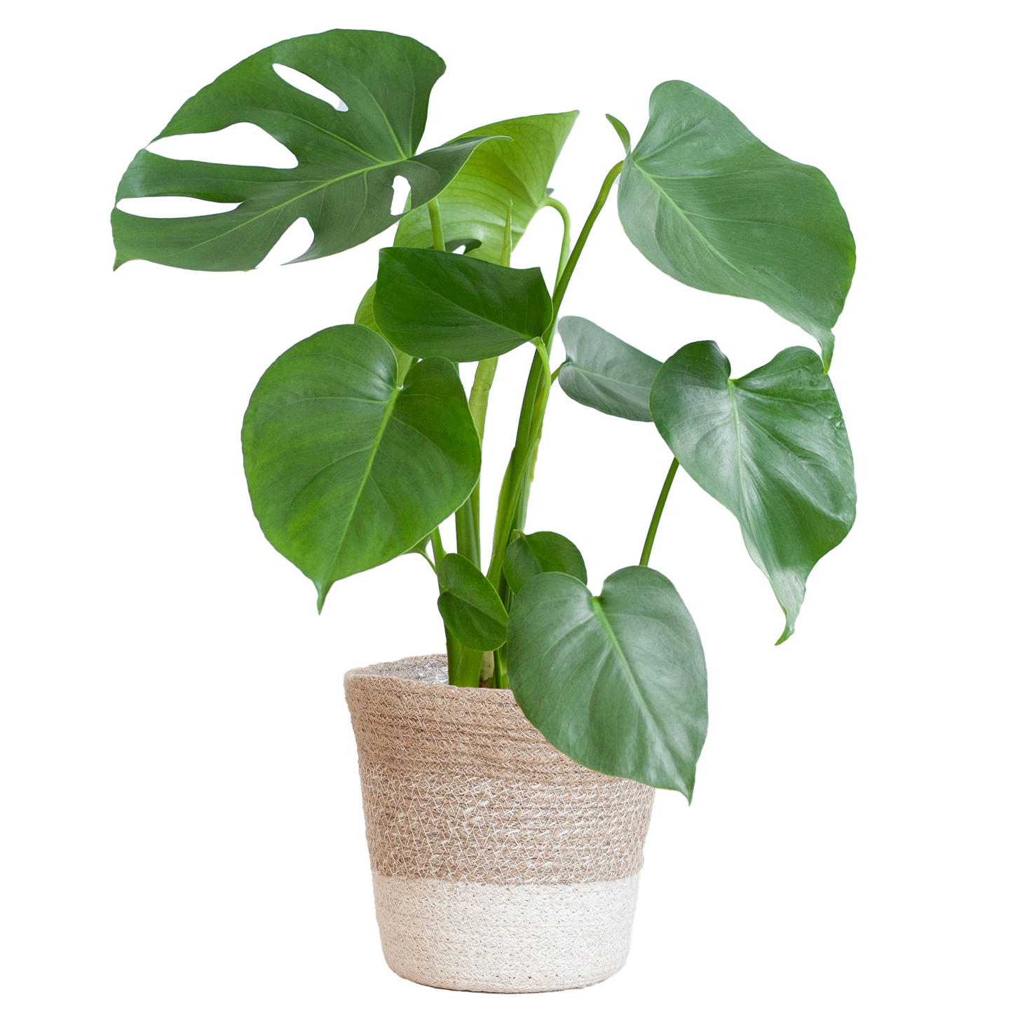 Monstera Deliciosa mit Lissabon Korb weiß- 50cm - Ø17 - Pflanzfix24