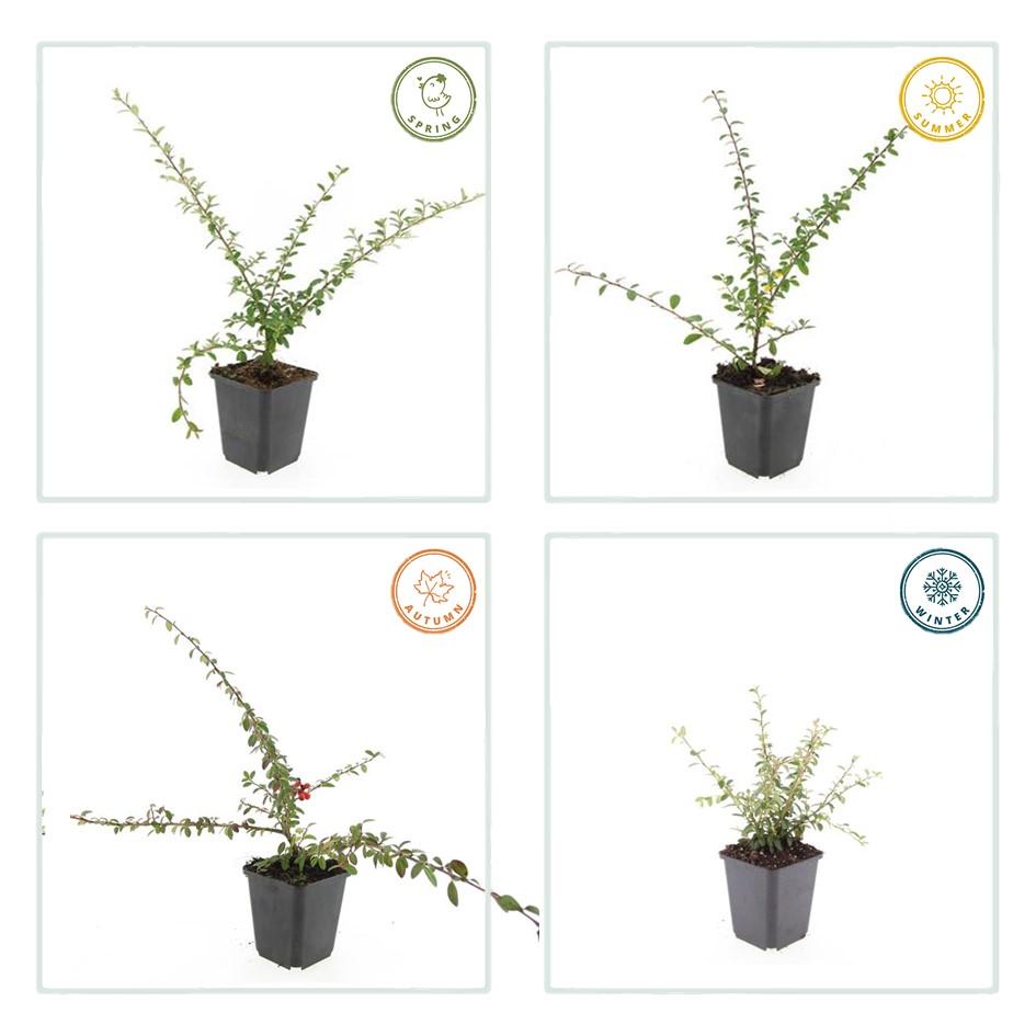 20x Cotoneaster 'Coral Beauty' von Pflanzfix24.de - ↕10-25cm - Ø9cm - Pflanzfix24.de