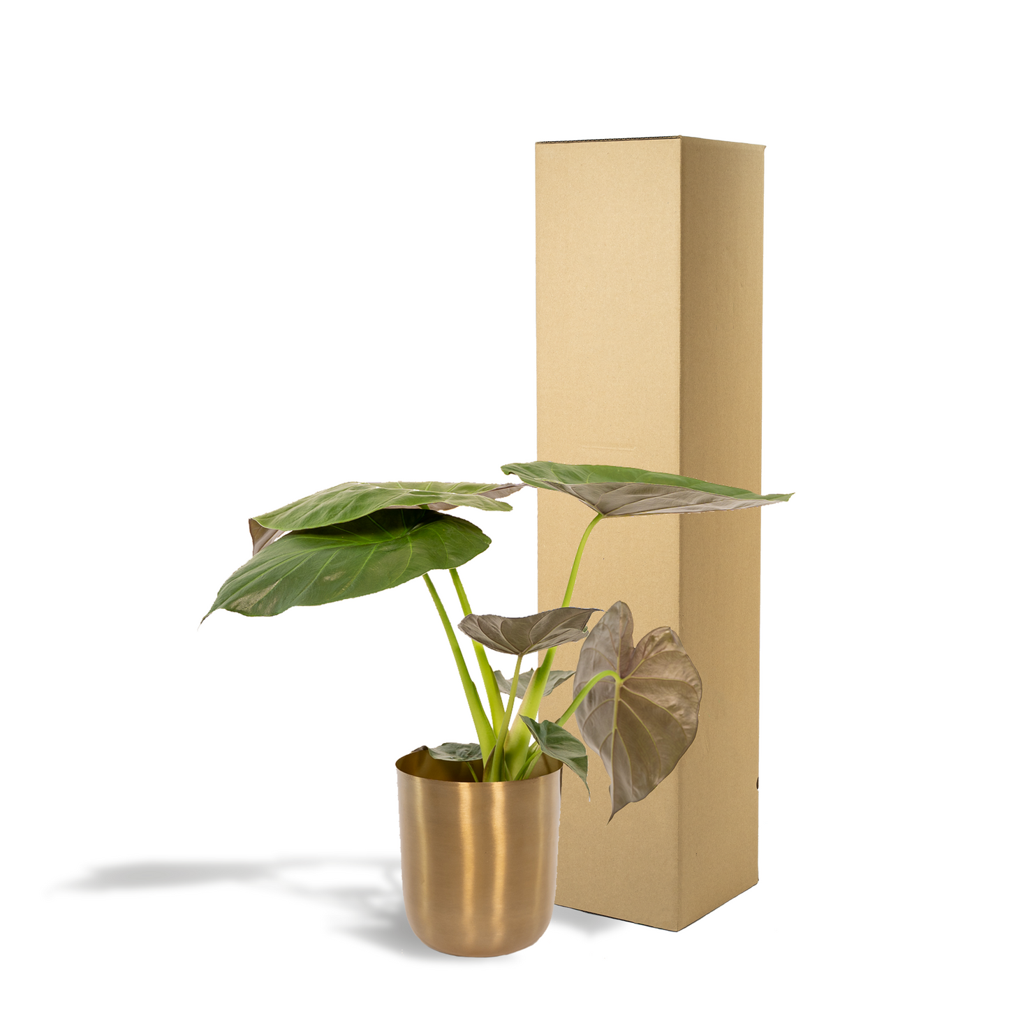 Alocasia Wentii - Ø19cm - ↕65cm + Topf Mayk Gold - Pflanzfix24