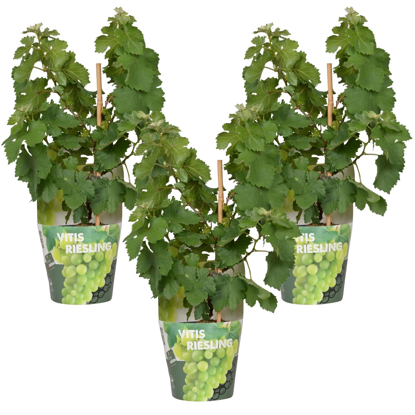 3x Vitis Pixie 'Riesling' - 30cm - Ø14 - Pflanzfix24.de - Pflanzfix24.de