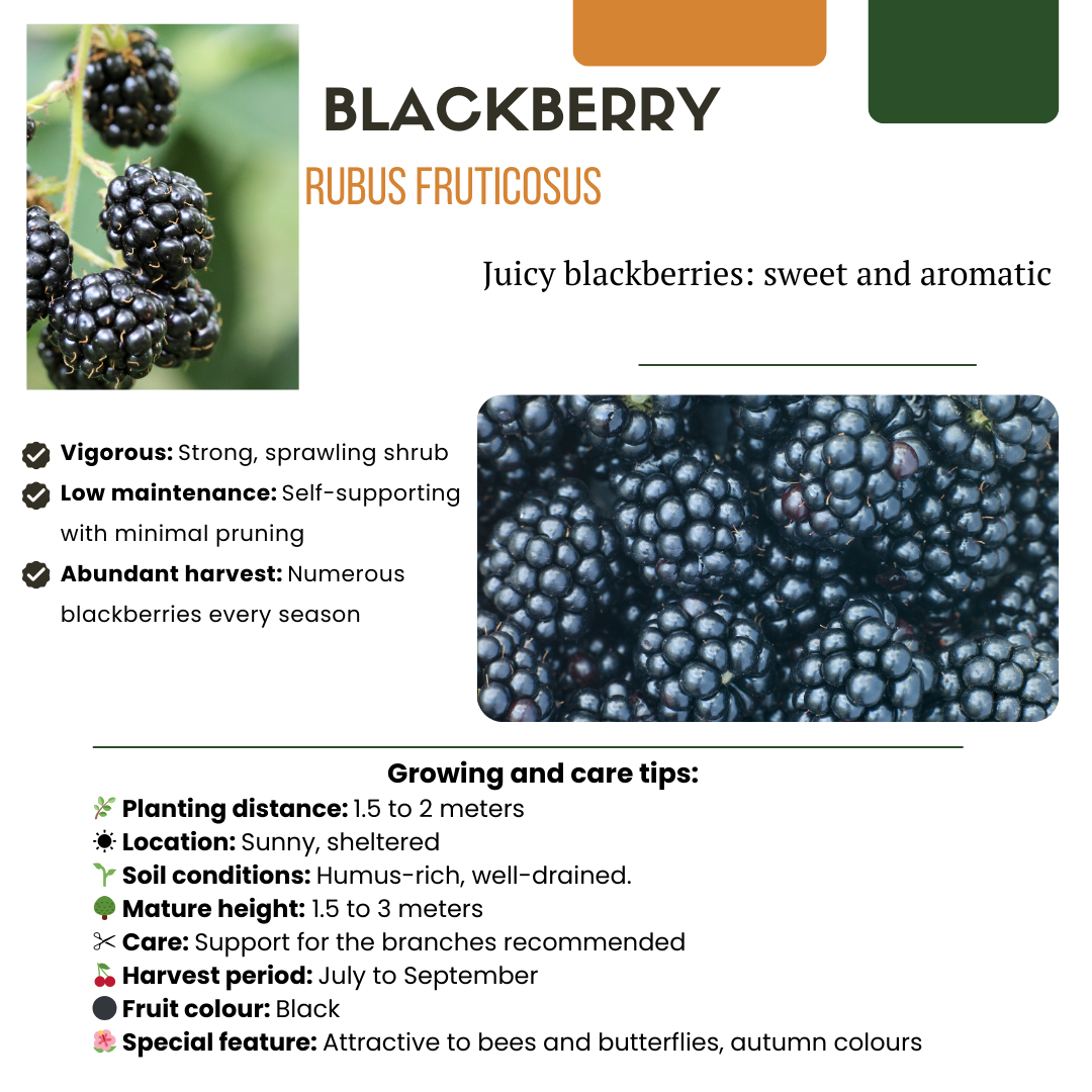 Früchte-Party BIO Beeren-Set – 3 Obstpflanzen | Pflanzfix24.de - Pflanzfix24.de
