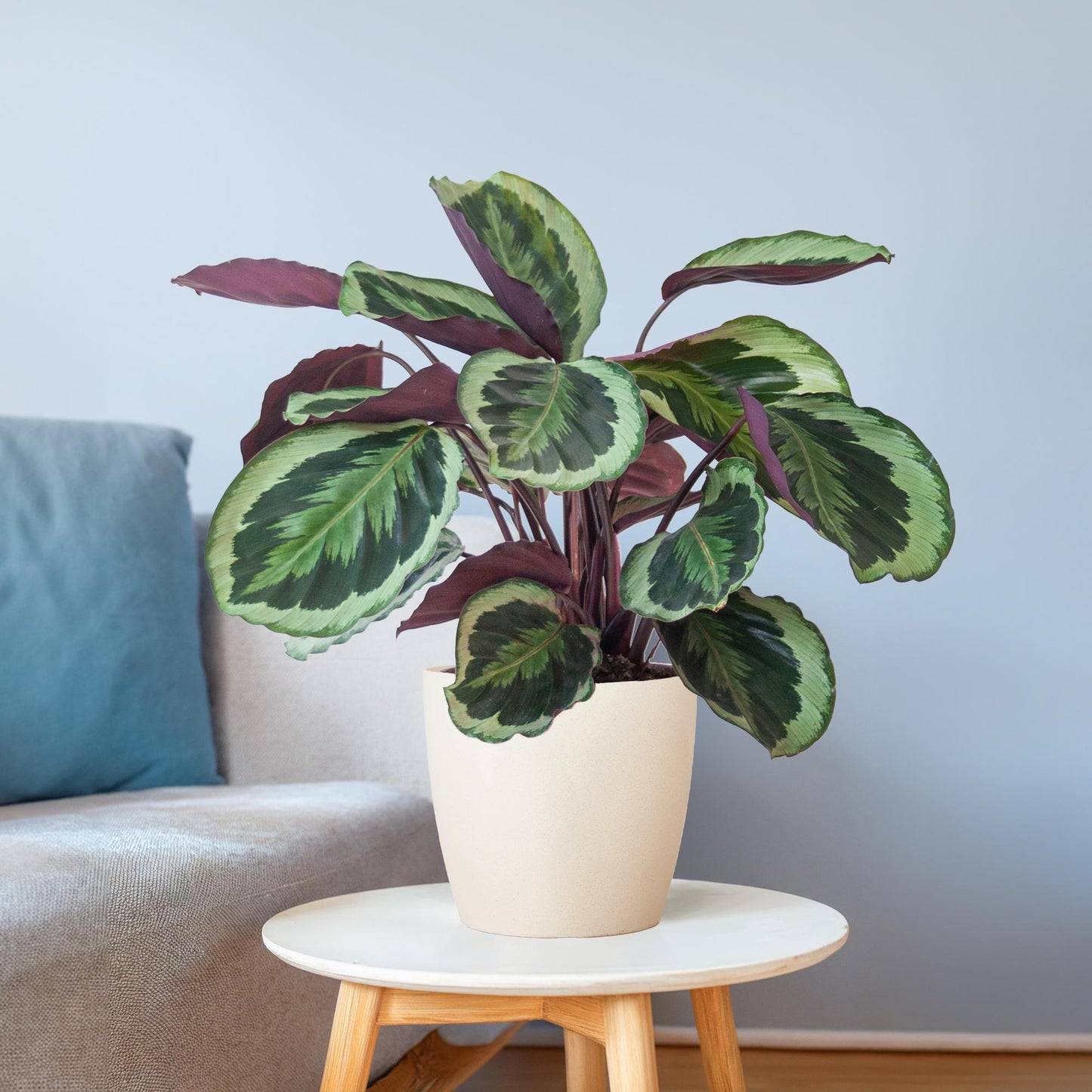 Calathea Medaillon mit Viber Weiß - 65cm - Ø21 - Pflanzfix24.de - Pflanzfix24.de