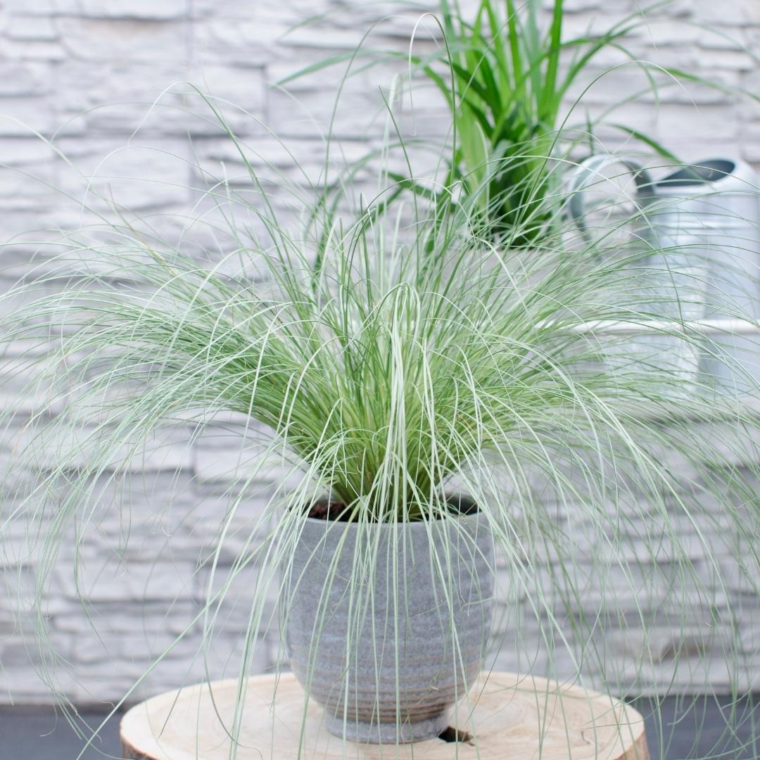 3 x Carex comans 'Frosted Curls' - Set von 3 - Ø 14 cm Topfgröße - Pflanzfix24