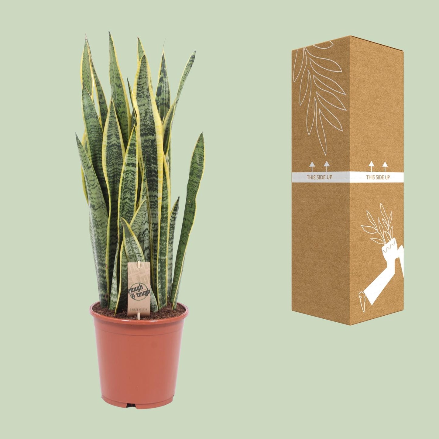 Sansevieria Laurentii - Ø21cm - ↕80cm von Pflanzfix24