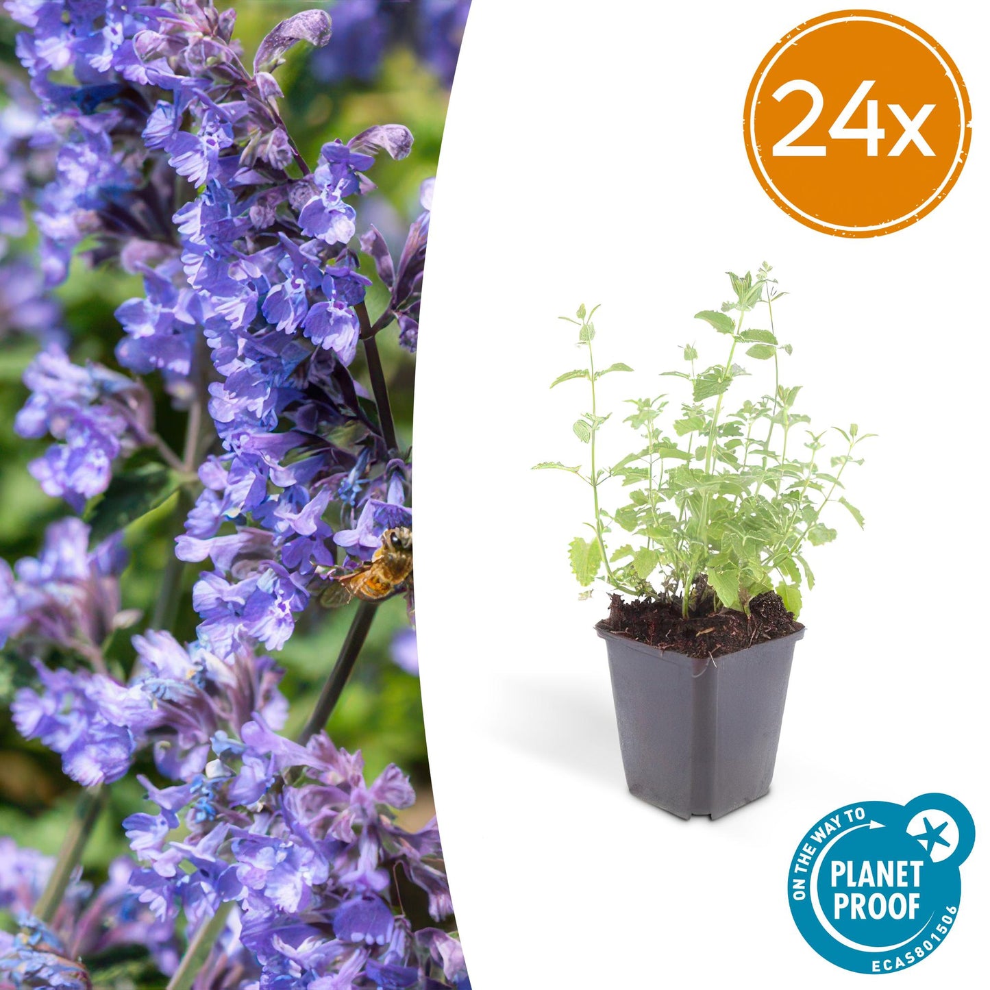 24x Nepeta 'Six Hills Giant' - Pflanzfix24 - ↕10-25cm - Ø9cm