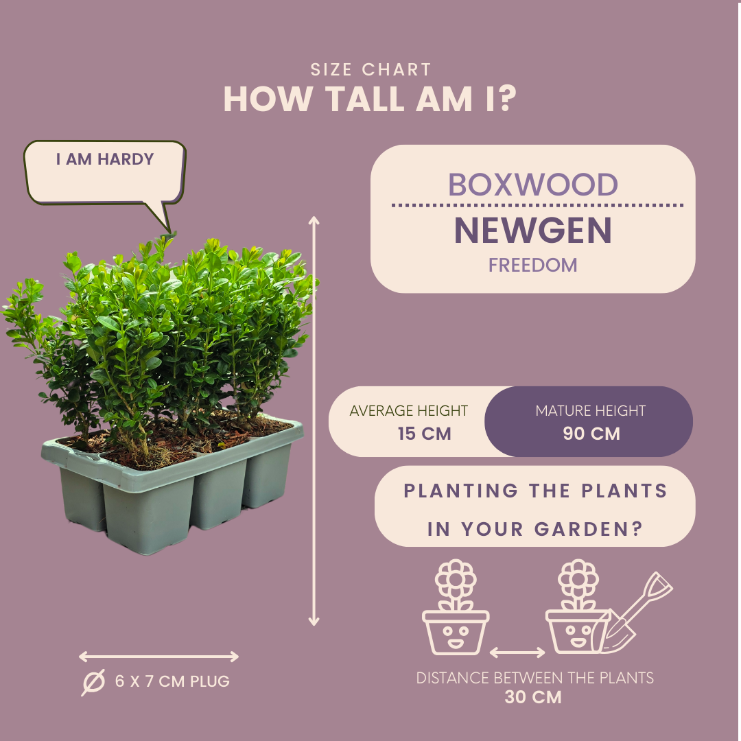 4 x 6er-Pack Buxus NewGen Freedom - Winterharte Immergrüne Sträucher 24 x Ø7 cm - Pflanzfix24.de - Pflanzfix24.de