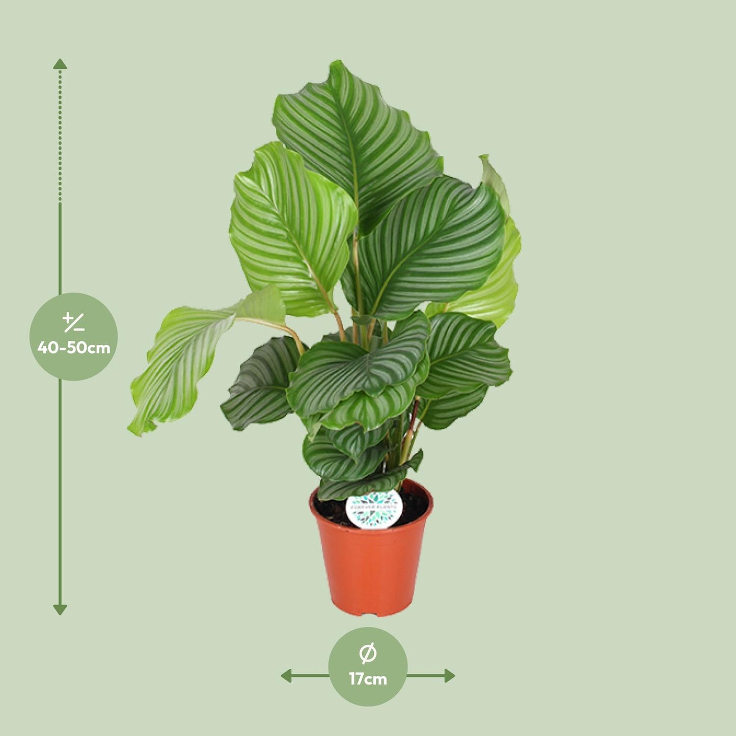 Calathea Orbifolia - Ø17cm bei Pflanzfix24
