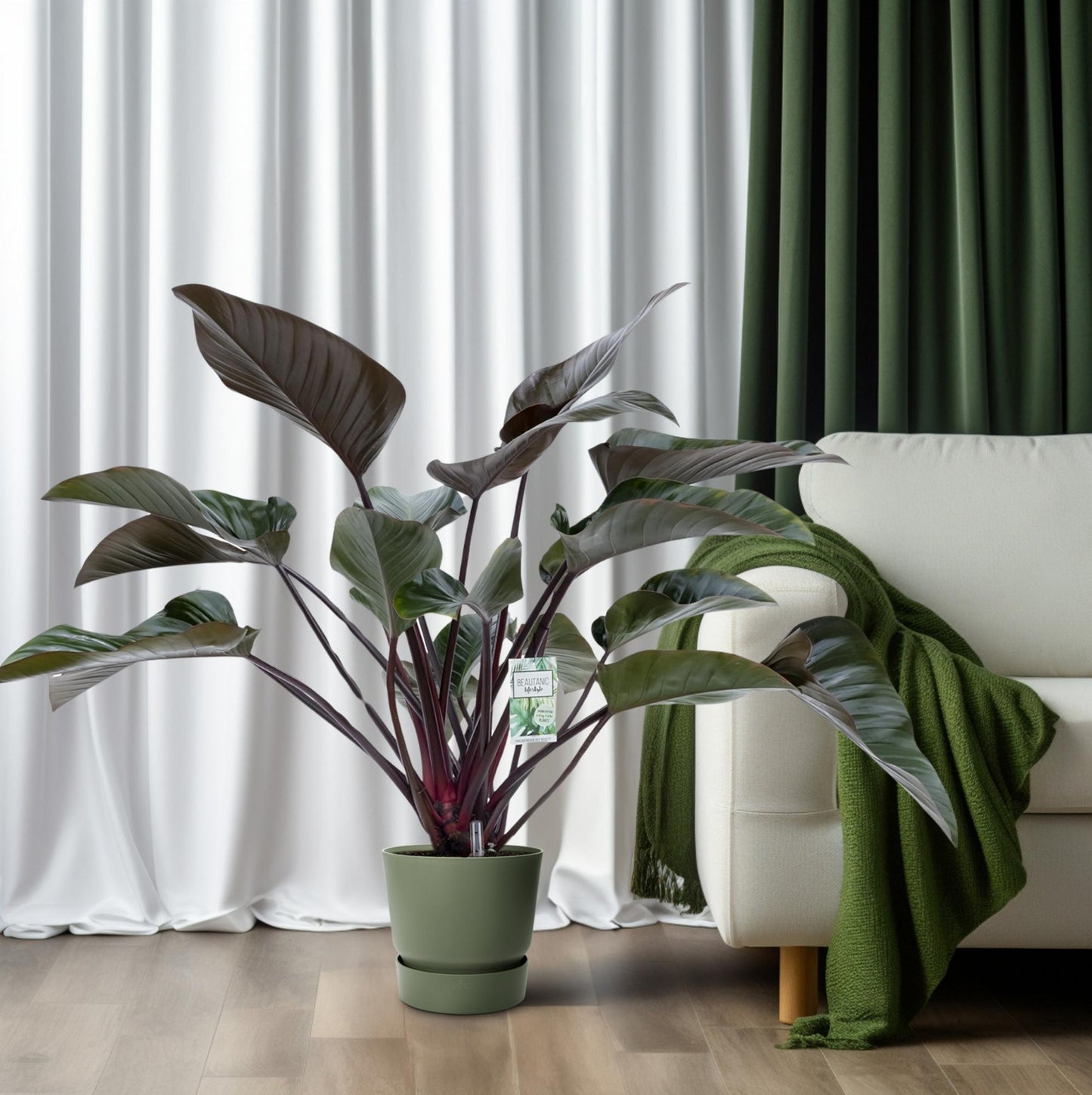 Philodendron Red Beauty - Ø27cm - Pflanzfix24