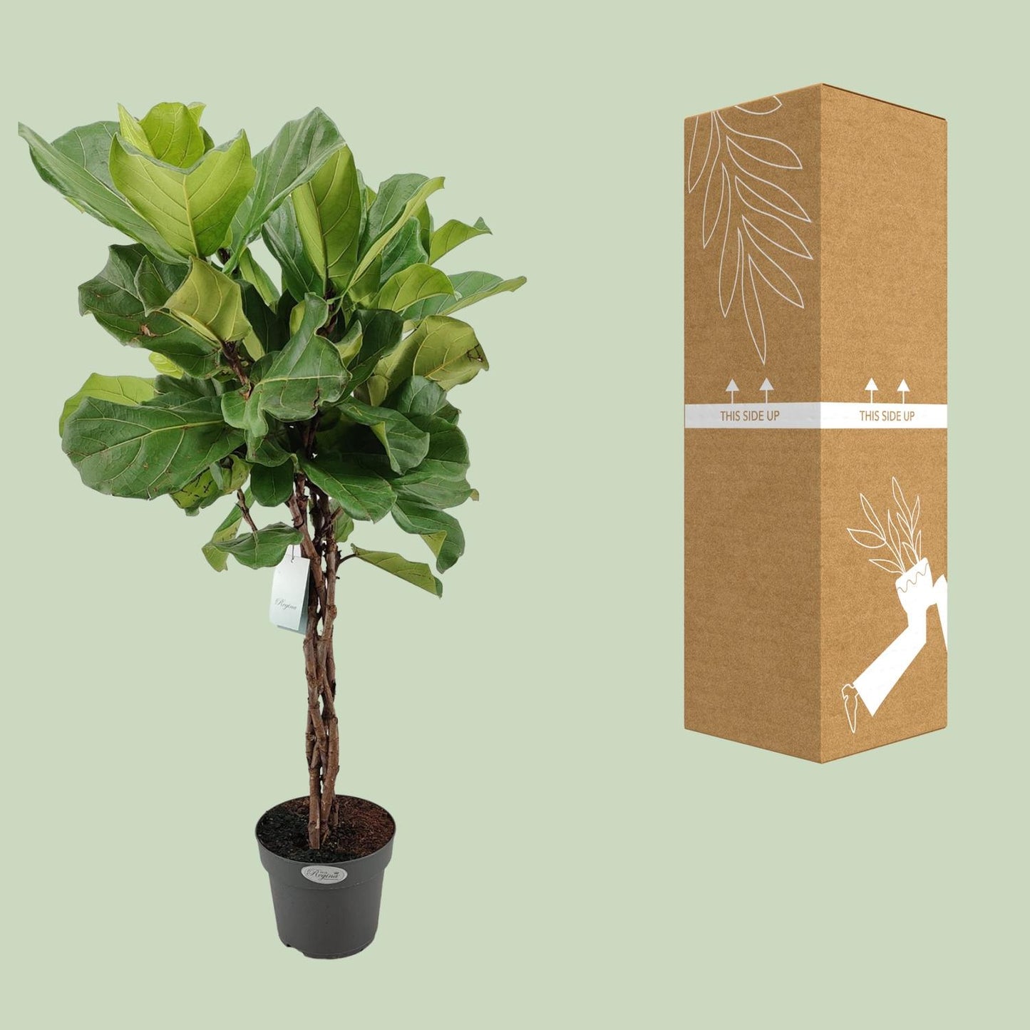 Ficus Lyrata - Ø27cm - ↕130cm bei Pflanzfix24