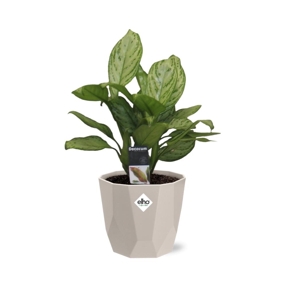Aglaonema Christina in ELHO b.for rock 14 cm warm grey - Pflanzfix24