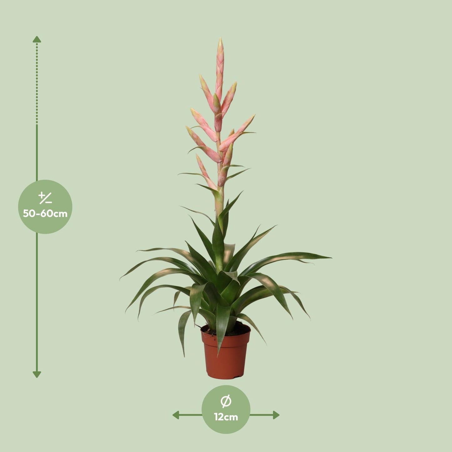 Luftpflanze Tillandsia Dolce - Ø12cm - ↕60cm - Pflanzfix24