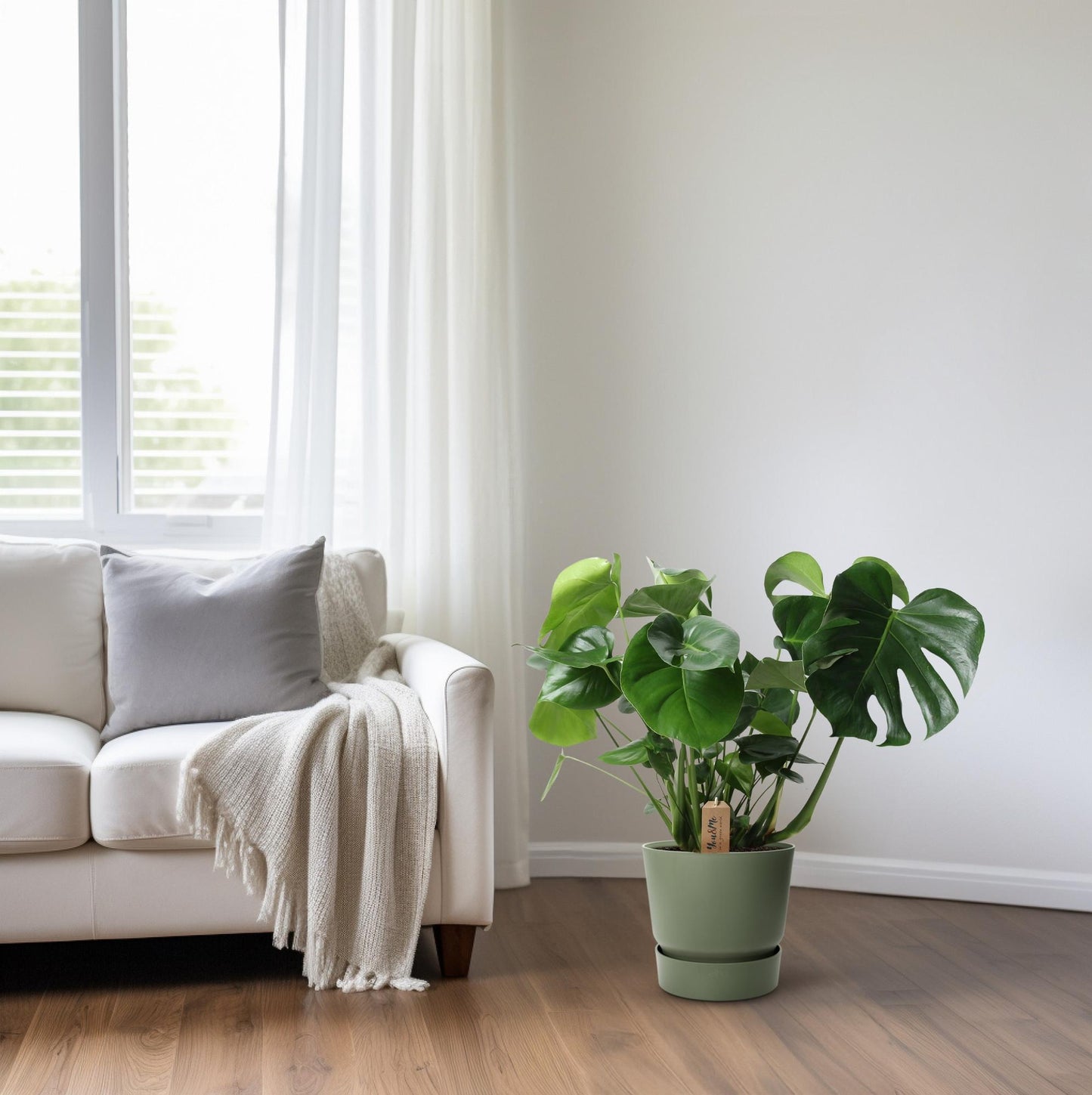 Monstera In Basket Palmleaf - Ø21cm - pflanzfix24