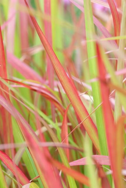 12x Imperata cylindrica 'Red Baron' – Japanisches Blutgras | Pflanzfix24.de - Pflanzfix24.de