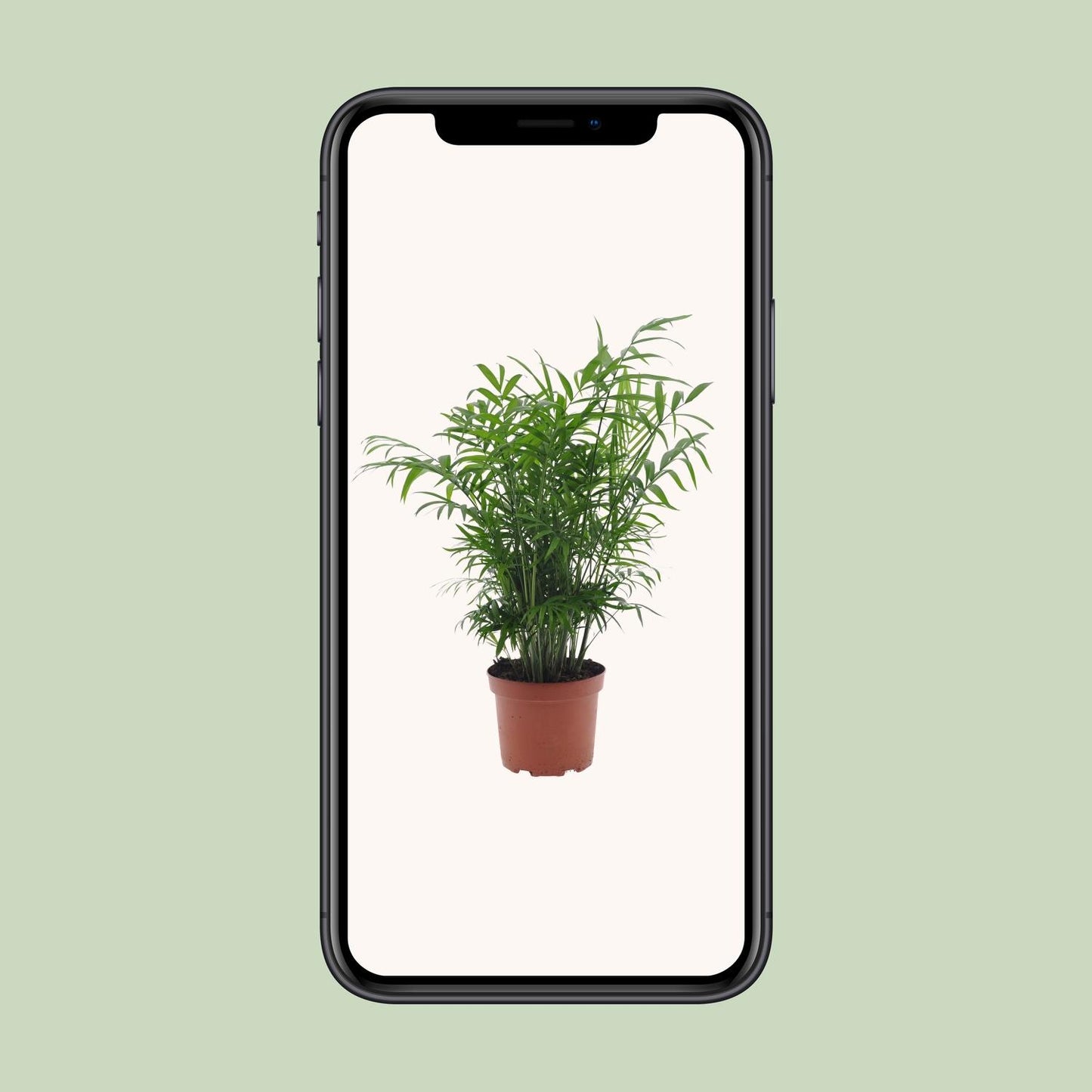 Chamaedorea Elegans - Ø17cm - ↕50cm - Pflanzfix24.de - Pflanzfix24.de