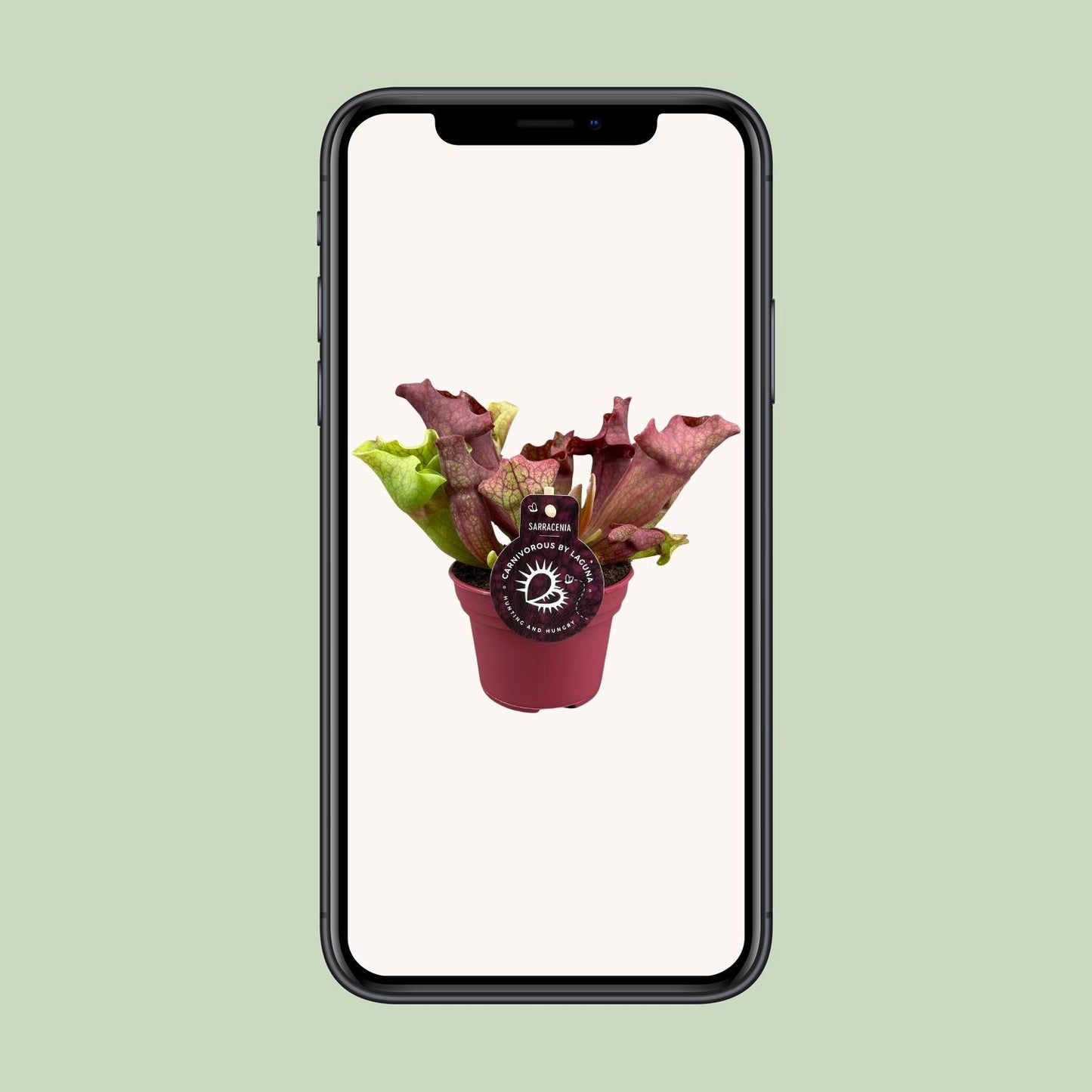 Sarracenia Kannenpflanze Ø12cm – Fleischfresser – Pflanzfix24.de - Pflanzfix24.de