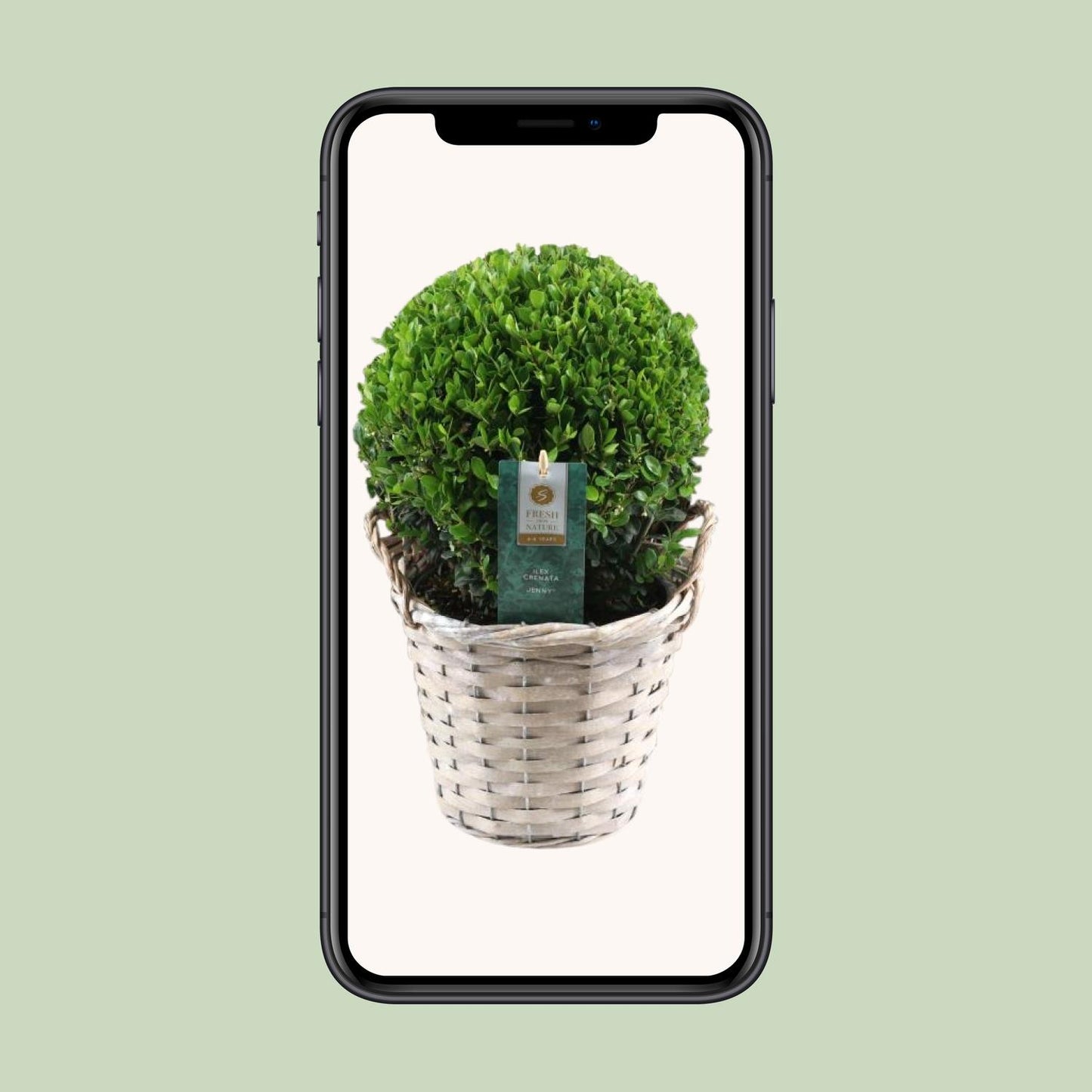 Ilex Crenata 'Jenny'® Ball Ø20cm P17 In Basket - Pflanzfix24