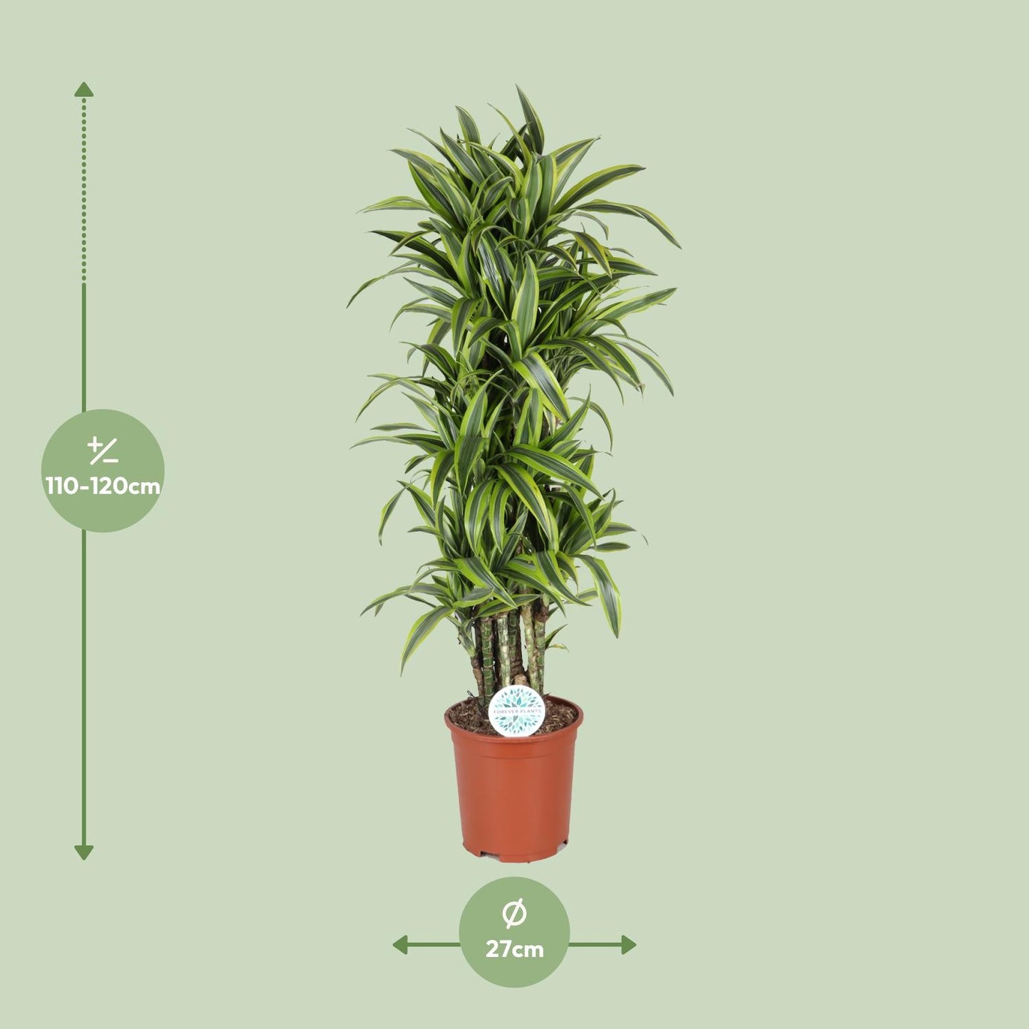 Dracaena Deremensis Lemon Lime - Ø27cm - ↕120cm - Pflanzfix24