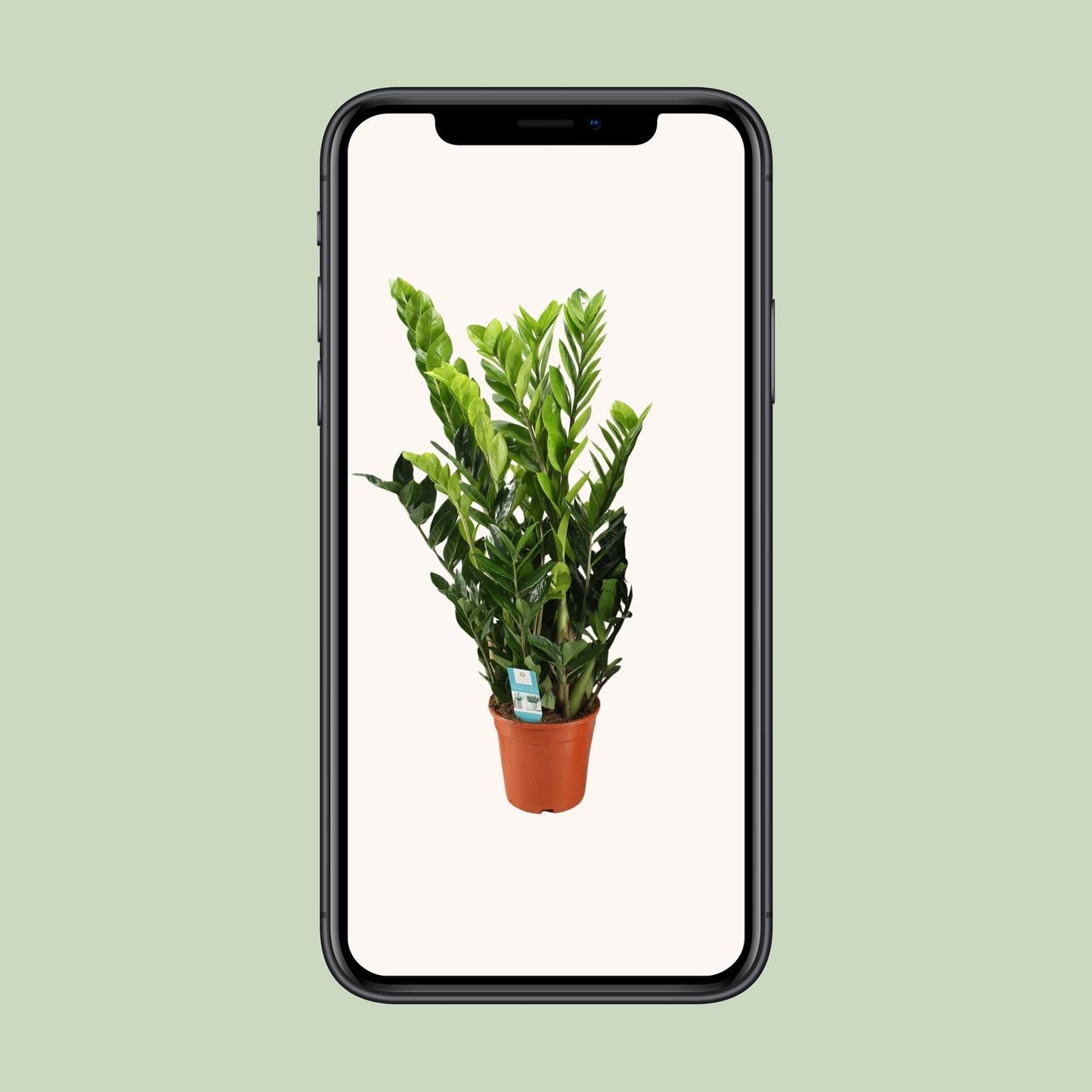 Zamioculcas Zamiifolia 95cm Ø21cm – Pflegeleicht | Pflanzfix24.de - Pflanzfix24.de