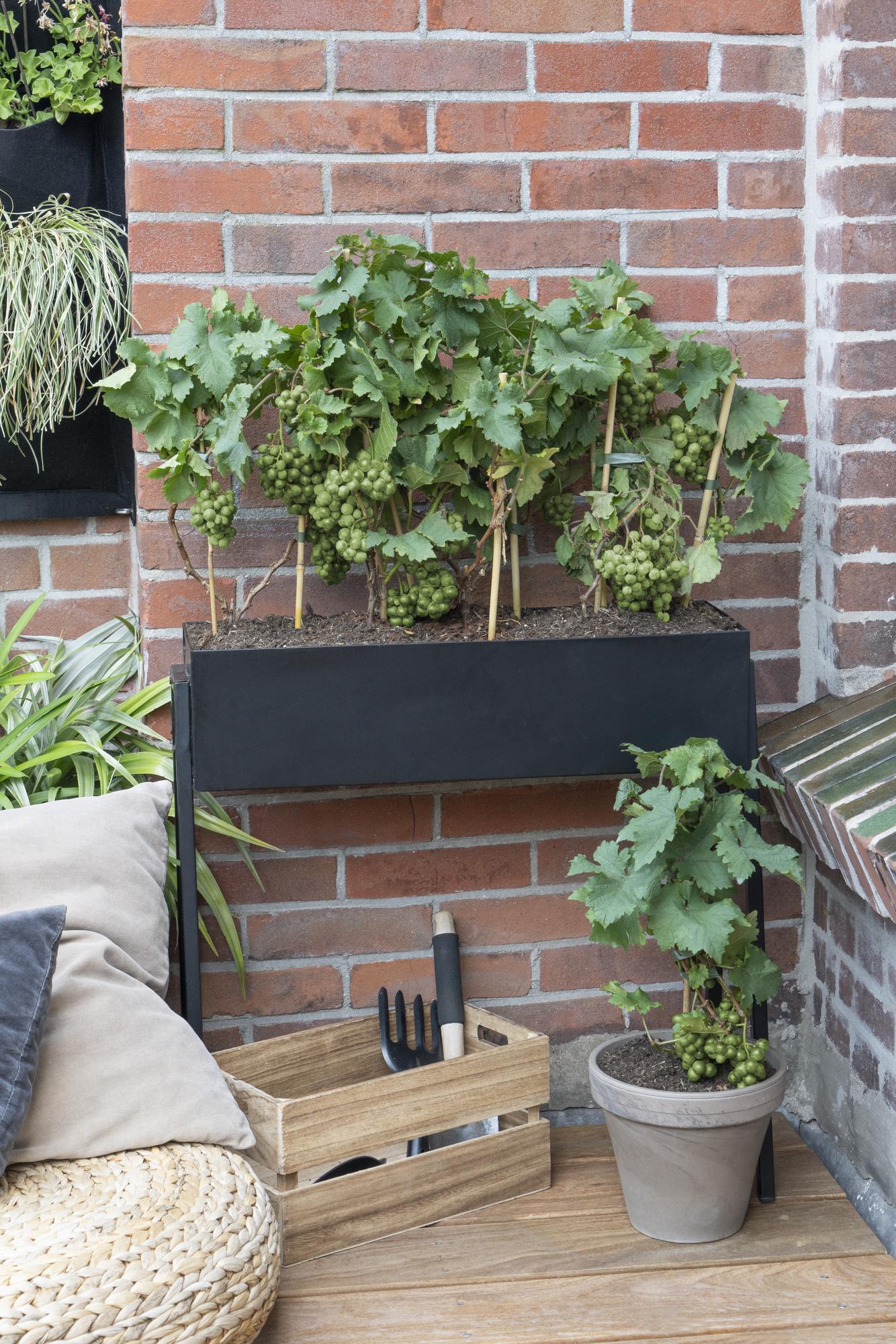 Vitis Pixie Riesling – Zwergweinrebe | Pflanzfix24.de - Pflanzfix24.de