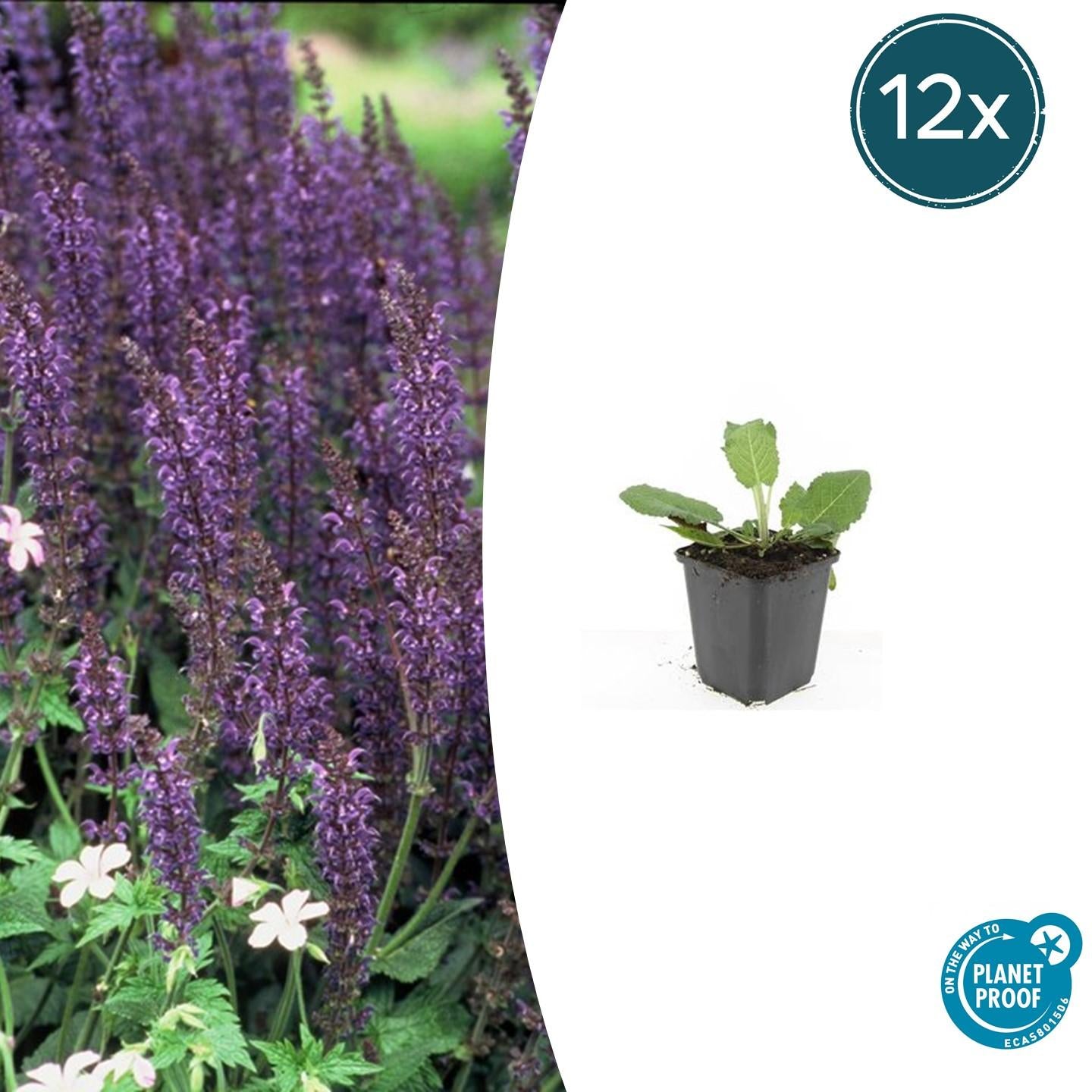 12x Salvia nemorosa 'Mainacht' Stauden 10-25cm | Pflanzfix24.de - Pflanzfix24.de