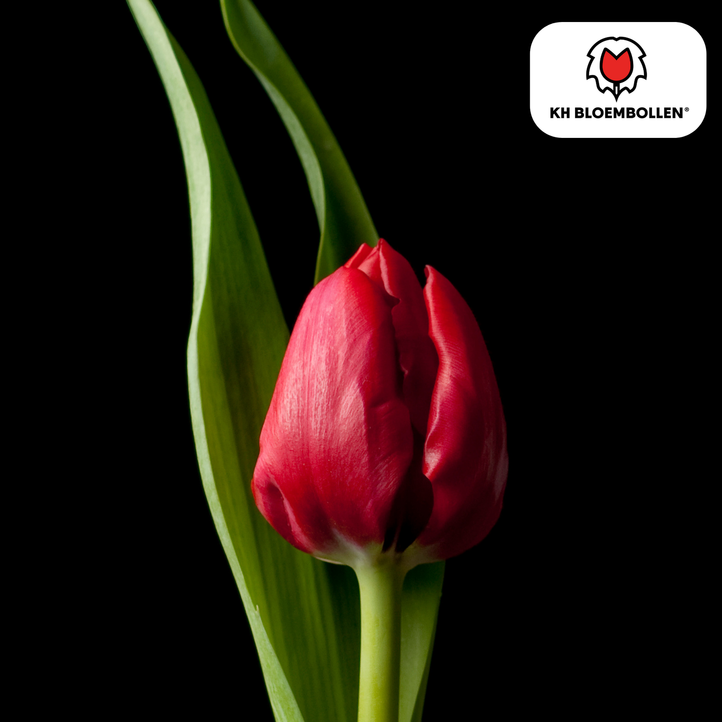 Tulpenbollen Ile de France – 20 Stuks | KH Bloembollen® - Pflanzfix24