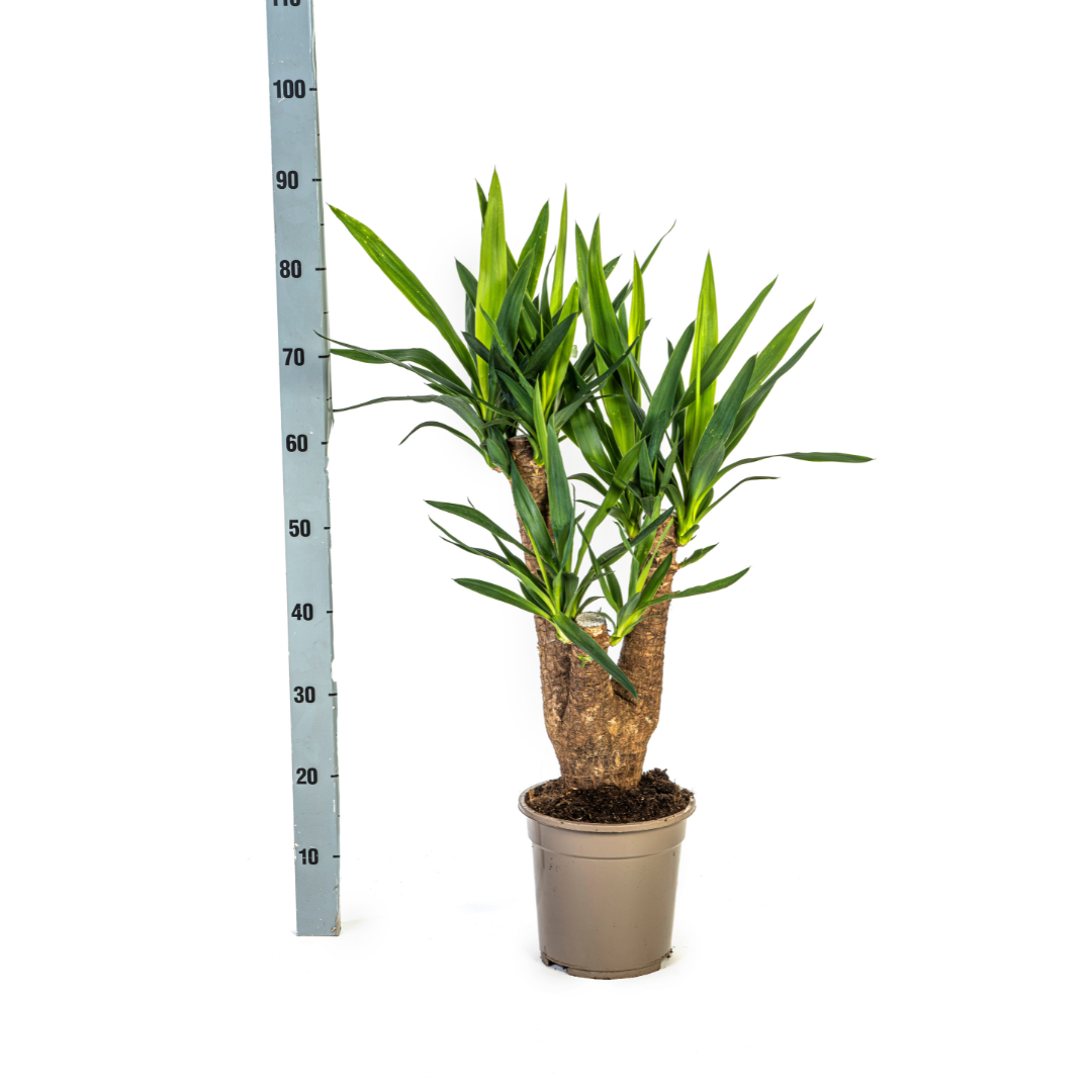 Yucca Elephantipes Zimmerpflanze Ø21cm – 60-70cm | Pflanzfix24.de - Pflanzfix24.de
