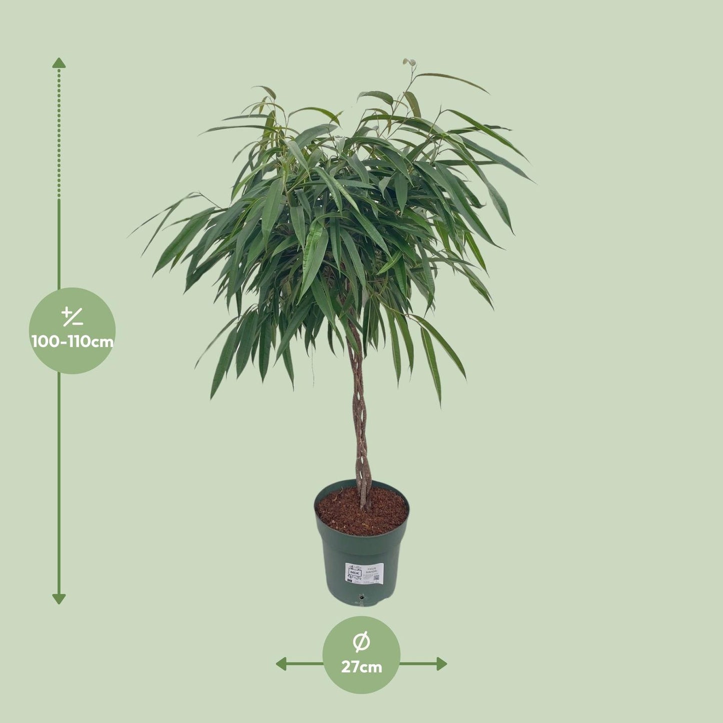 Ficus Mahori / Alii Gevlochten - Ø27cm - ↕110cm von Pflanzfix24