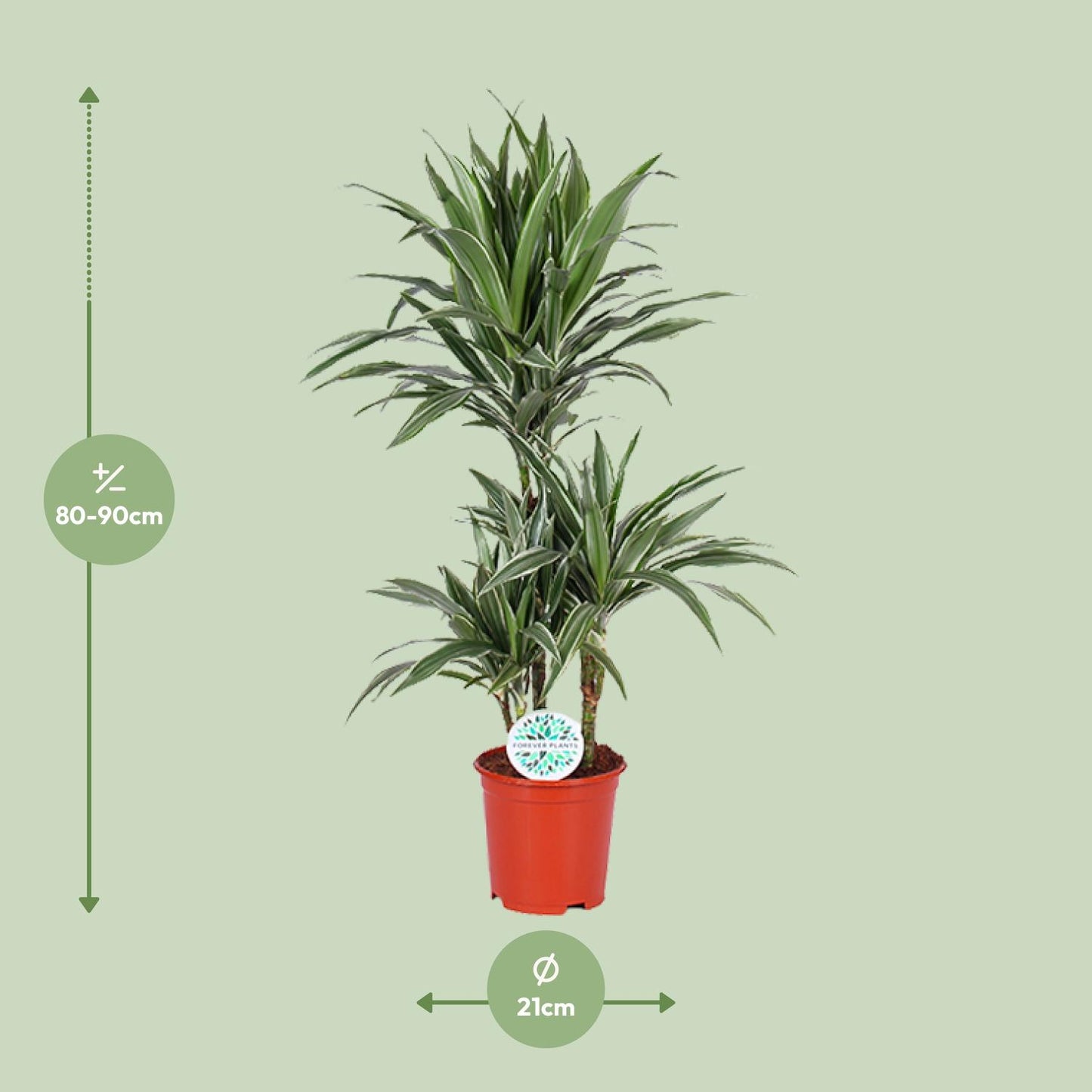 Dracaena Warneckei - Ø21cm - ↕90cm bei Pflanzfix24