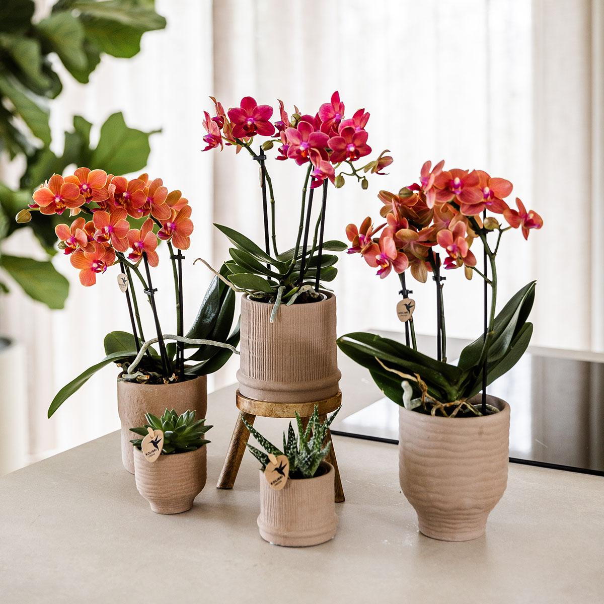 4er Set Phalaenopsis Bozen Orange – Combi Deal Ø9cm | Pflanzfix24.de - Pflanzfix24.de