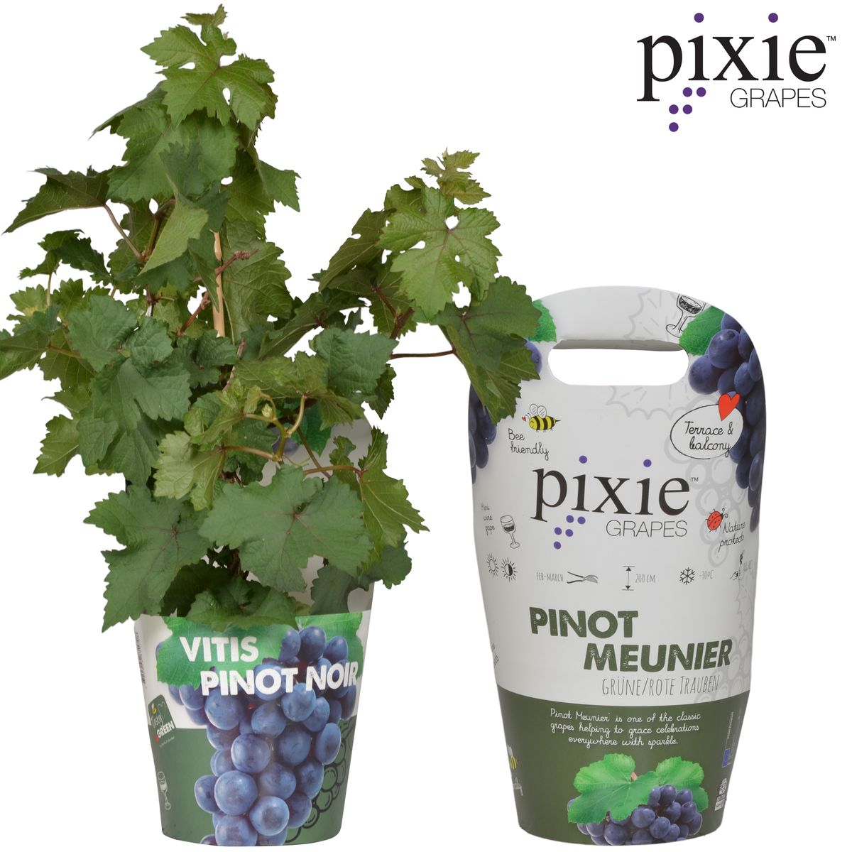 Vitis Pixie Pinot Noir Ø21 cm – Zwergweinrebe | Pflanzfix24