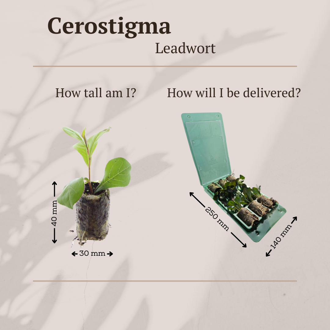 Ceratostigma 6er Pflanzset für Herbstgarten - Pflanzfix24