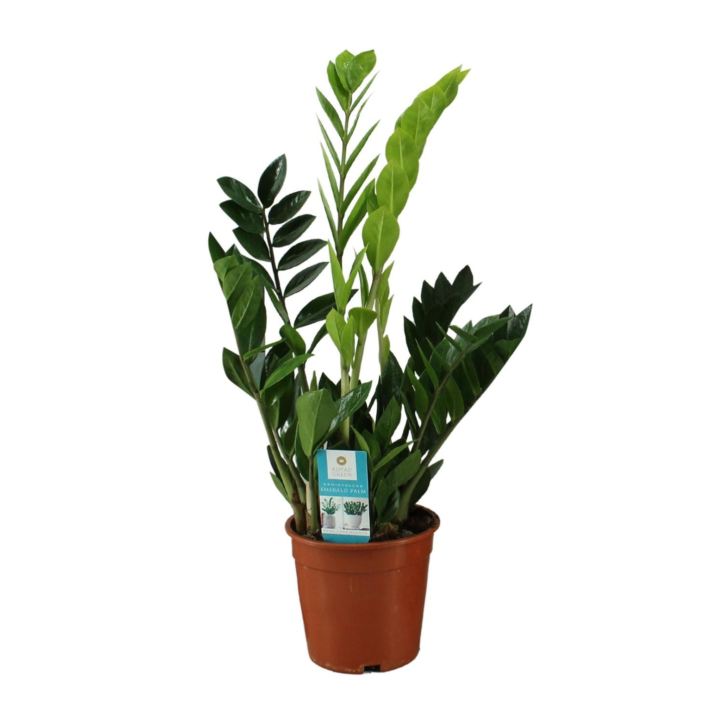Zamioculcas Zamiifolia 65cm – Grünpflanze bei Pflanzfix24.de - Pflanzfix24.de