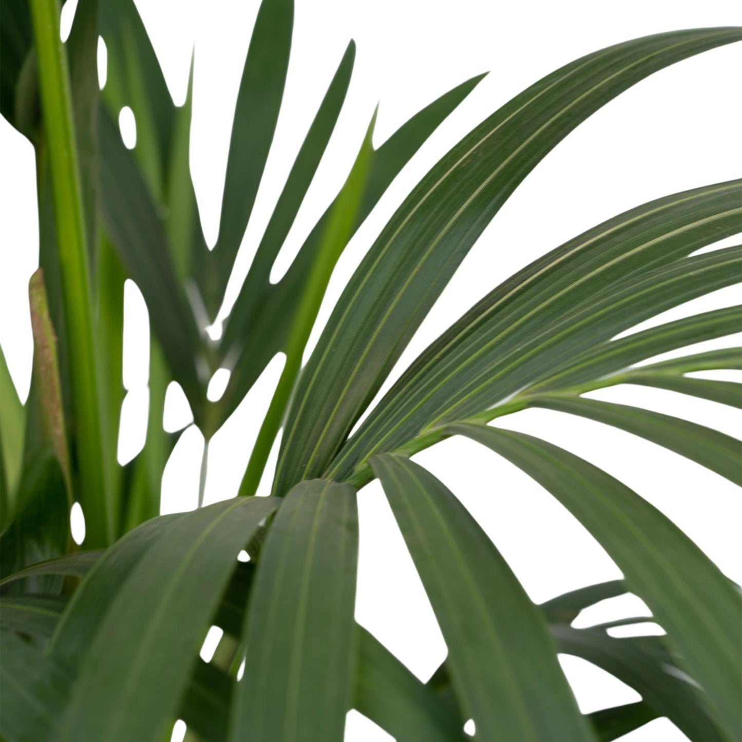Kentia Howea-Palme - Ø21cm - ↕120cm - Ø18 - ↨100cm - Pflanzfix24
