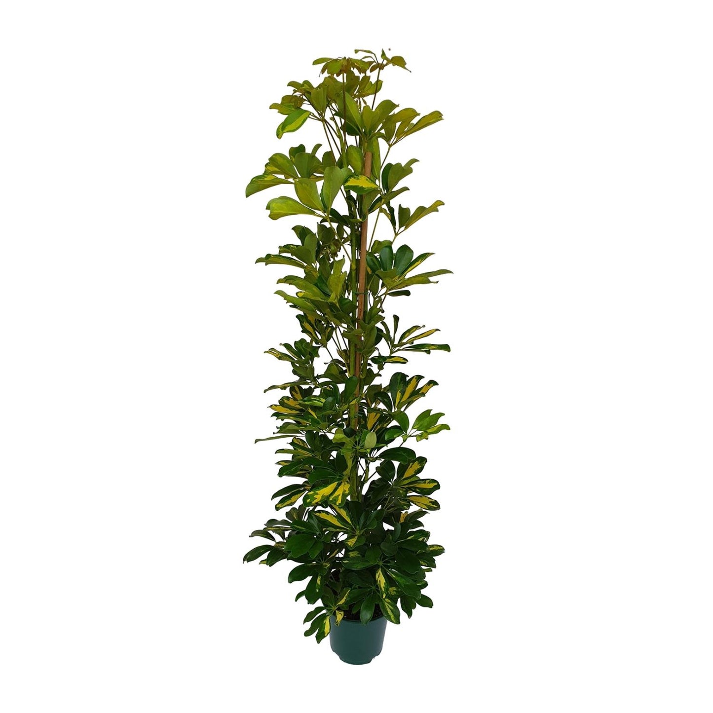 Schefflera Arboricola Gerda - Ø20cm - ↕90cm - Pflanzfix24