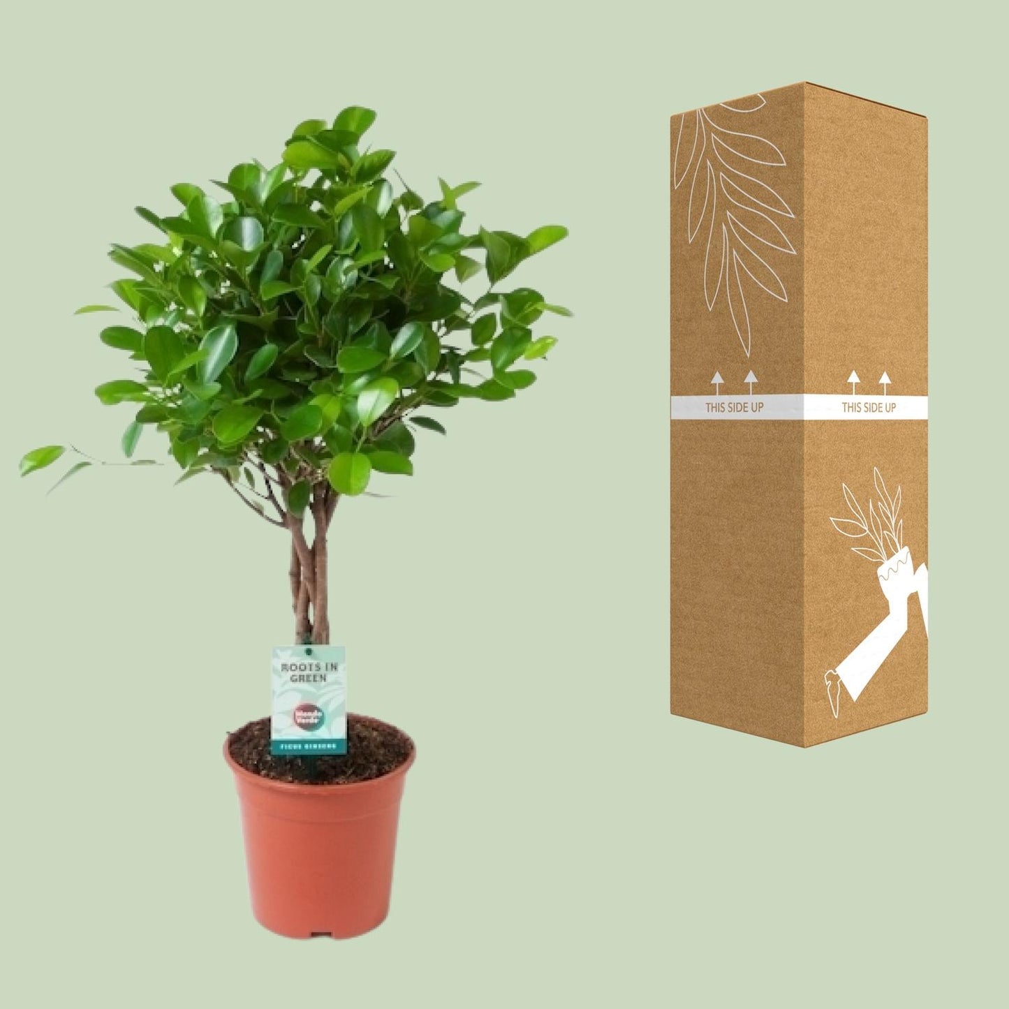 Ficus Microcarpa Moclame - Ø17cm - ↕70cm - Pflanzfix24