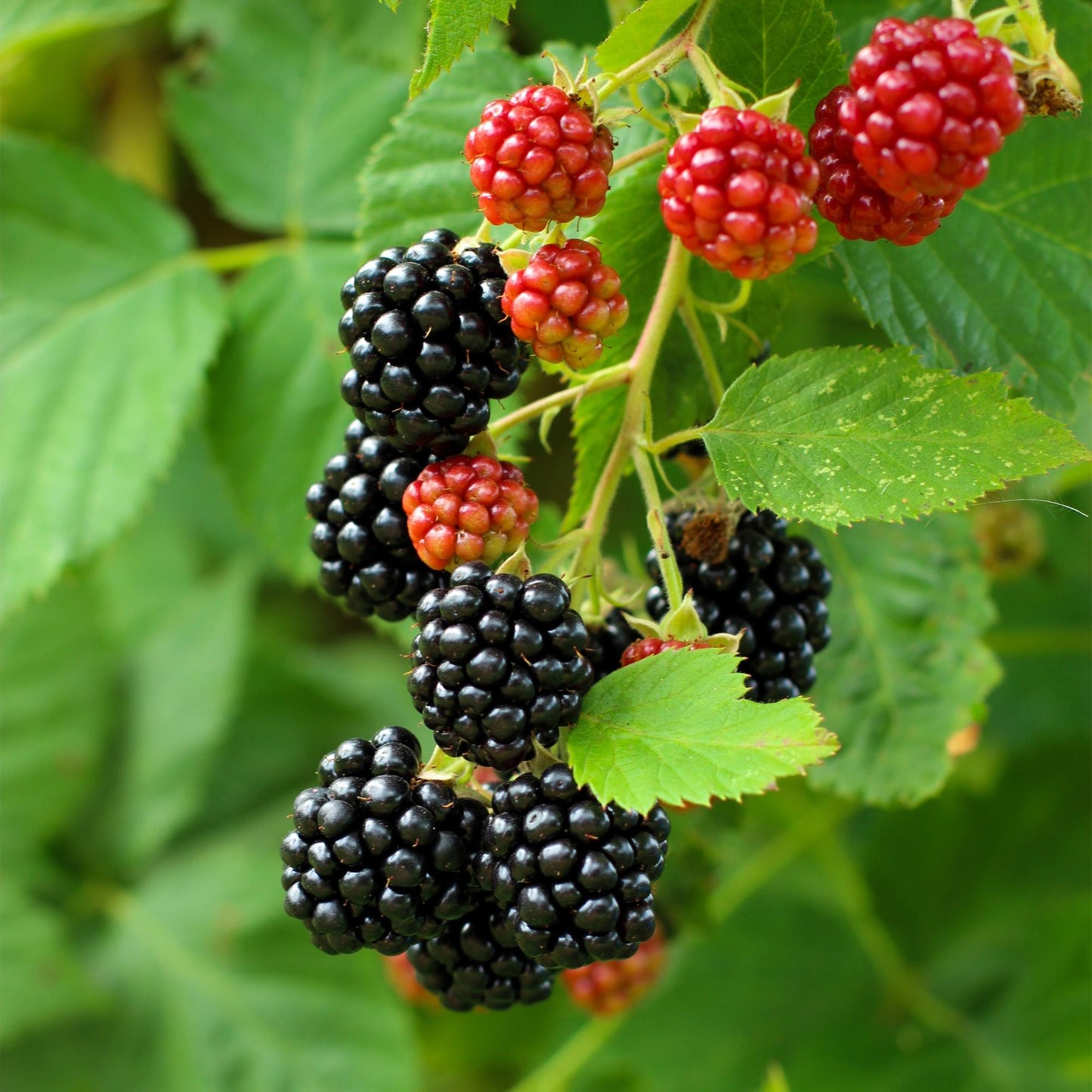 Pflanzfix24 - Brombeere - Rubus Black Satin - Schwarze Brombeere - Dornenlos - 2 Pflanzen