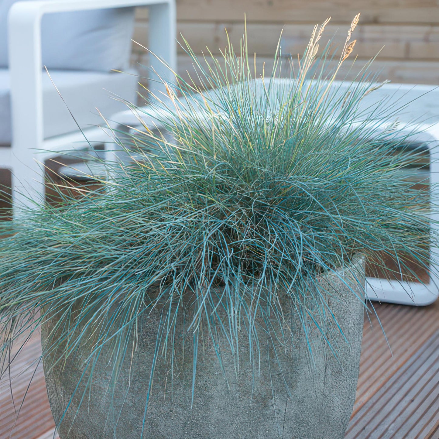 40x Festuca glauca 'Elijah Bleu' 10-25cm Ø9cm Ziergras | Pflanzfix24