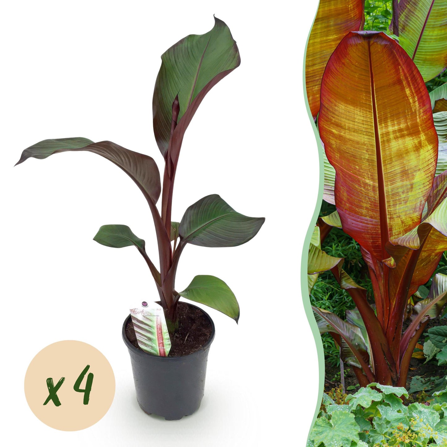 Pflanzfix24 - Gartenbanane Ensete ventricosum Maurelli - 4 Pflanzen - Topf 17cm Höhe 40cm