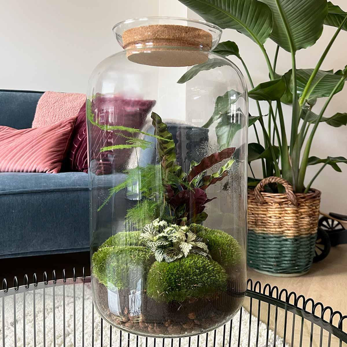 Flaschengarten - Botanical Sven XL - DIY Set - Pflanzfix24.de - Pflanzfix24.de