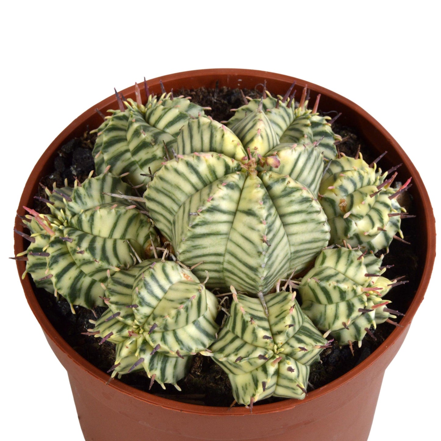 Euphorbia meloformis variegata - clay - 10,5cm - 1x - Pflanzfix24.de - Pflanzfix24.de