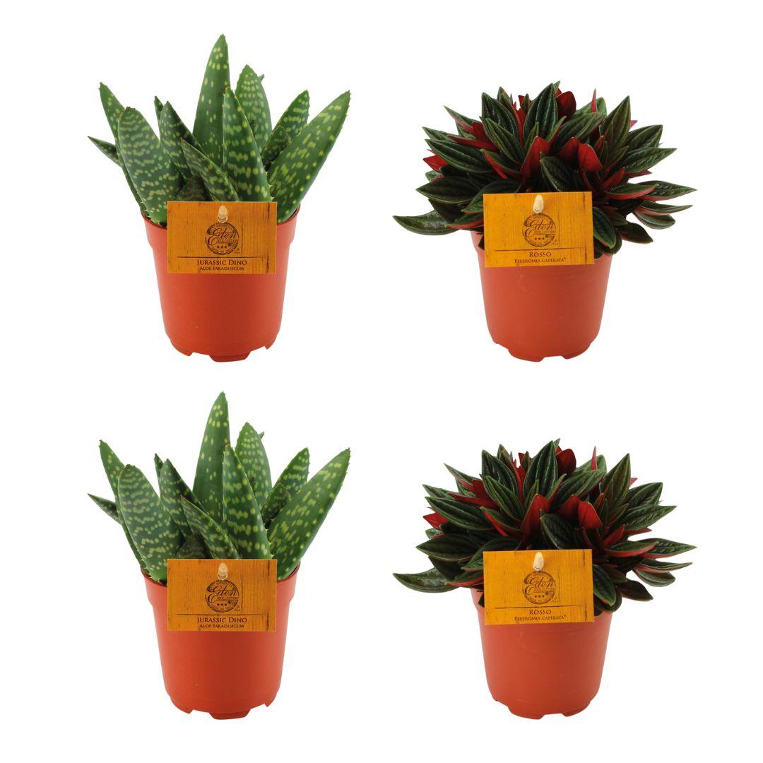 Aloe Paradisicum & Peperomia Rosso Set - 4er Pack - Pflanzfix24
