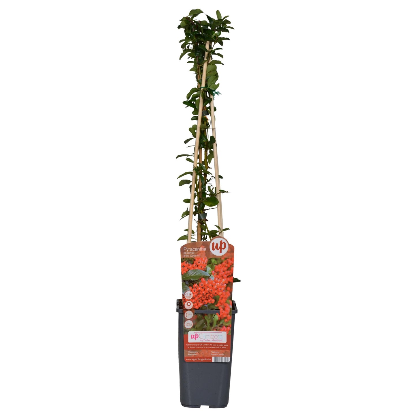 3x - Pyracantha coccinea 'Red Column' - ↨65cm - Ø15 - Pflanzfix24