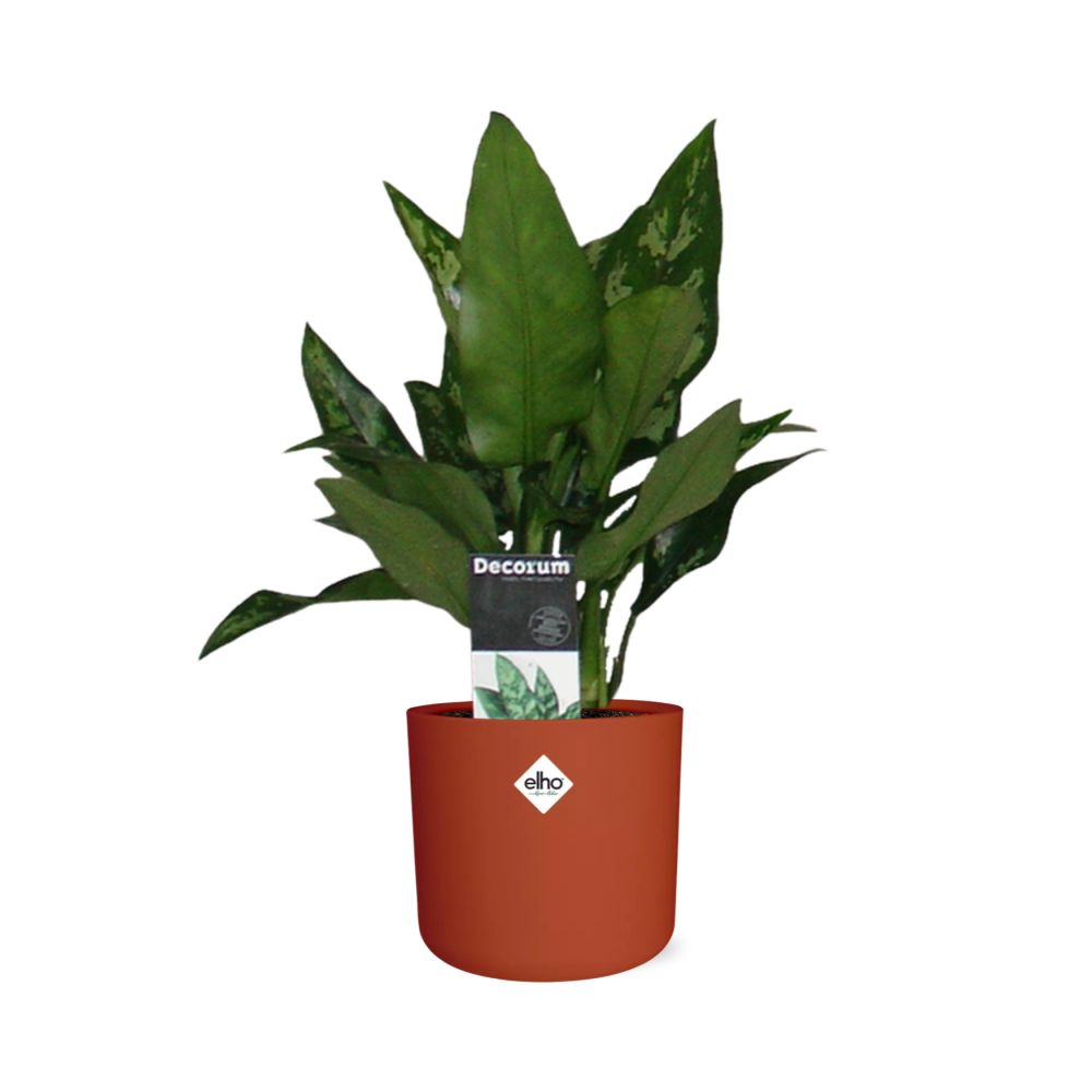 Aglaonema Maria in ELHO b.for soft rond 14cm brique - Pflanzfix24